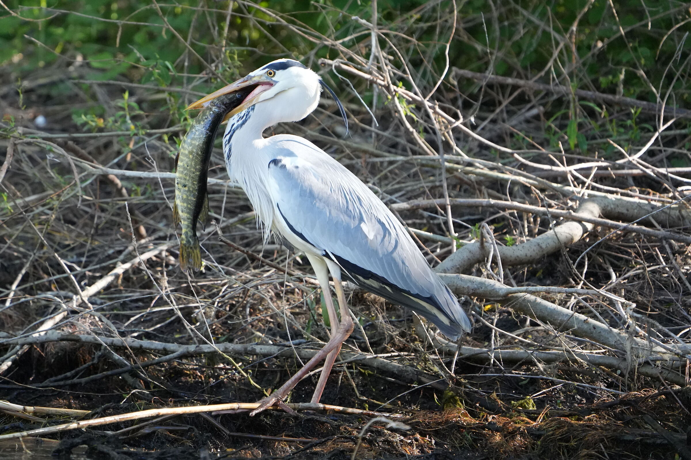Grey Heron with Prey
