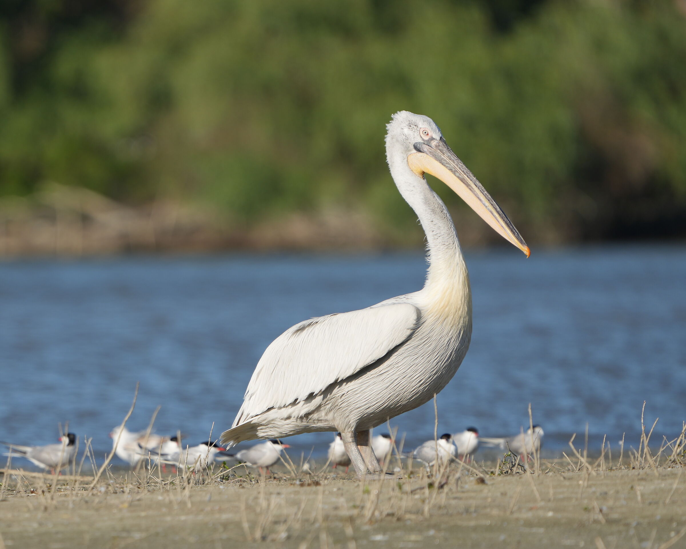 Dalmatian pelican