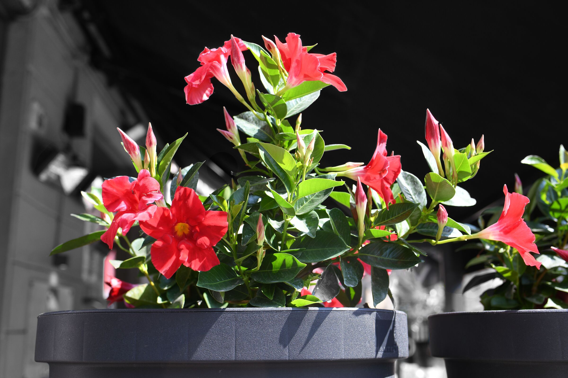 Flowers in the restaurant