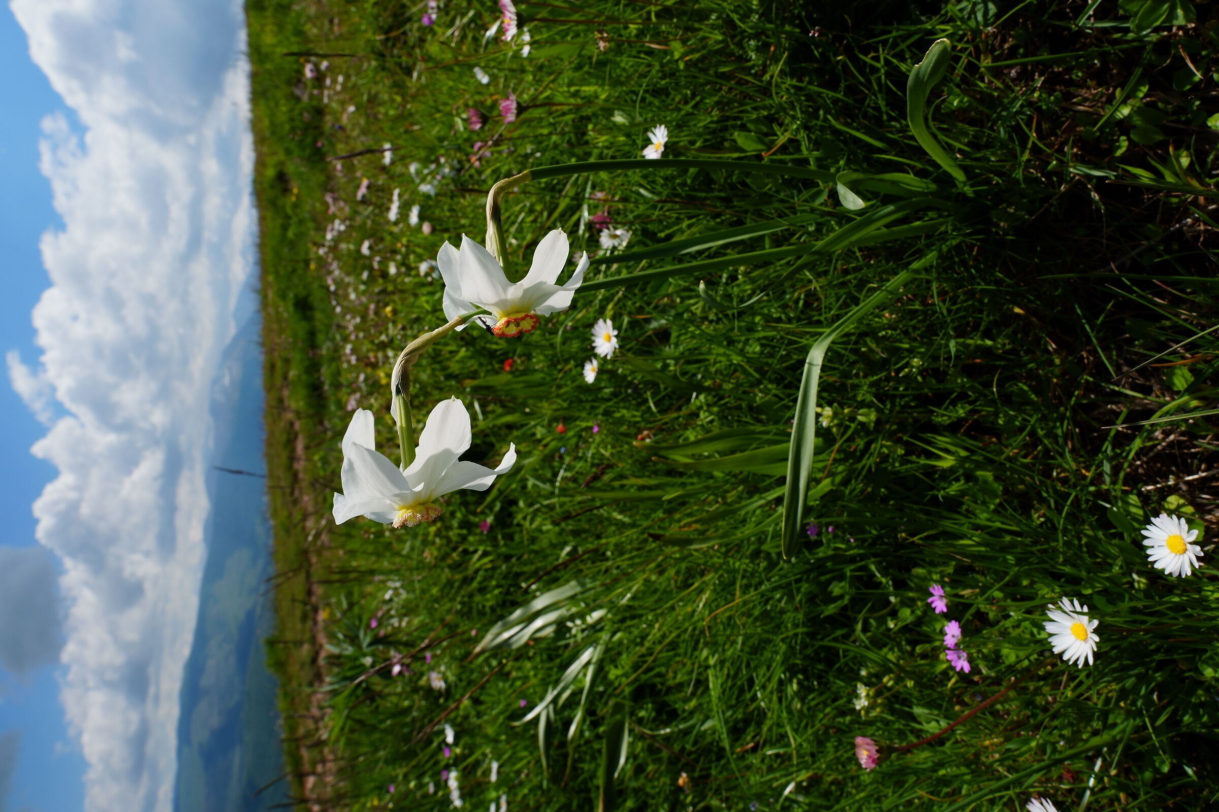 Narcissus poeticus, Umbrian-Marche Apennines