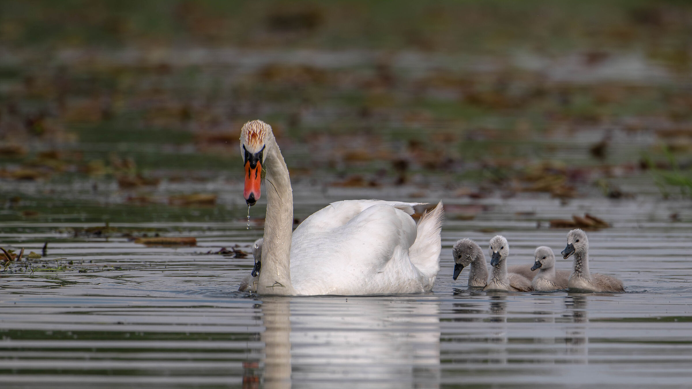Swans