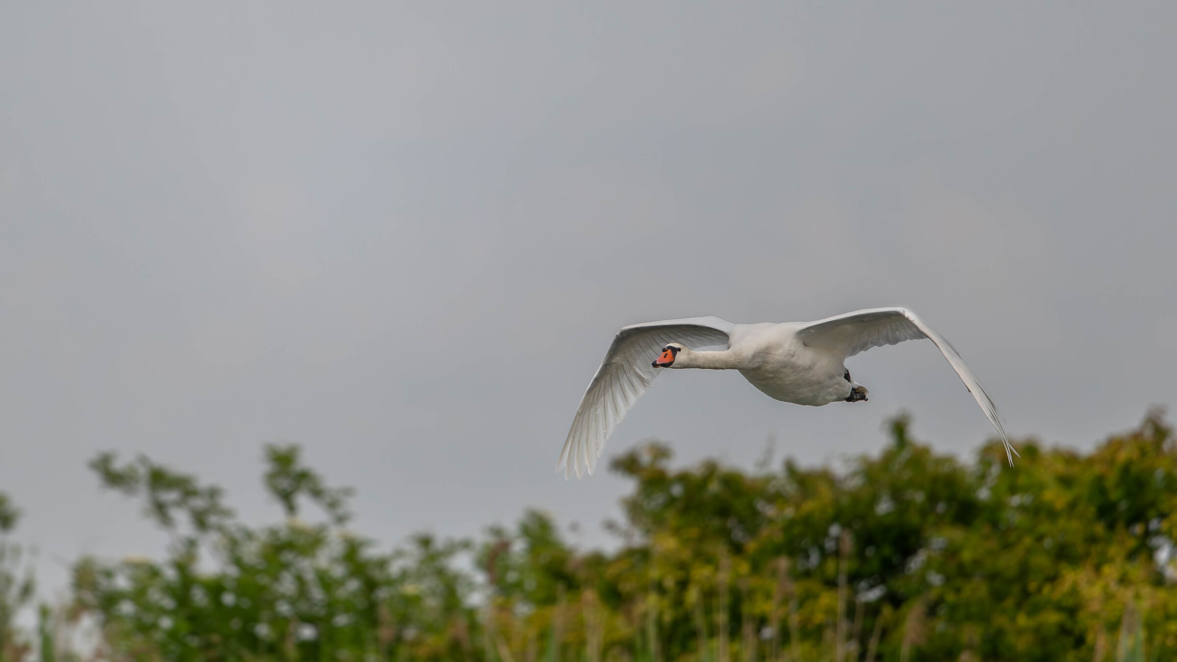Swan