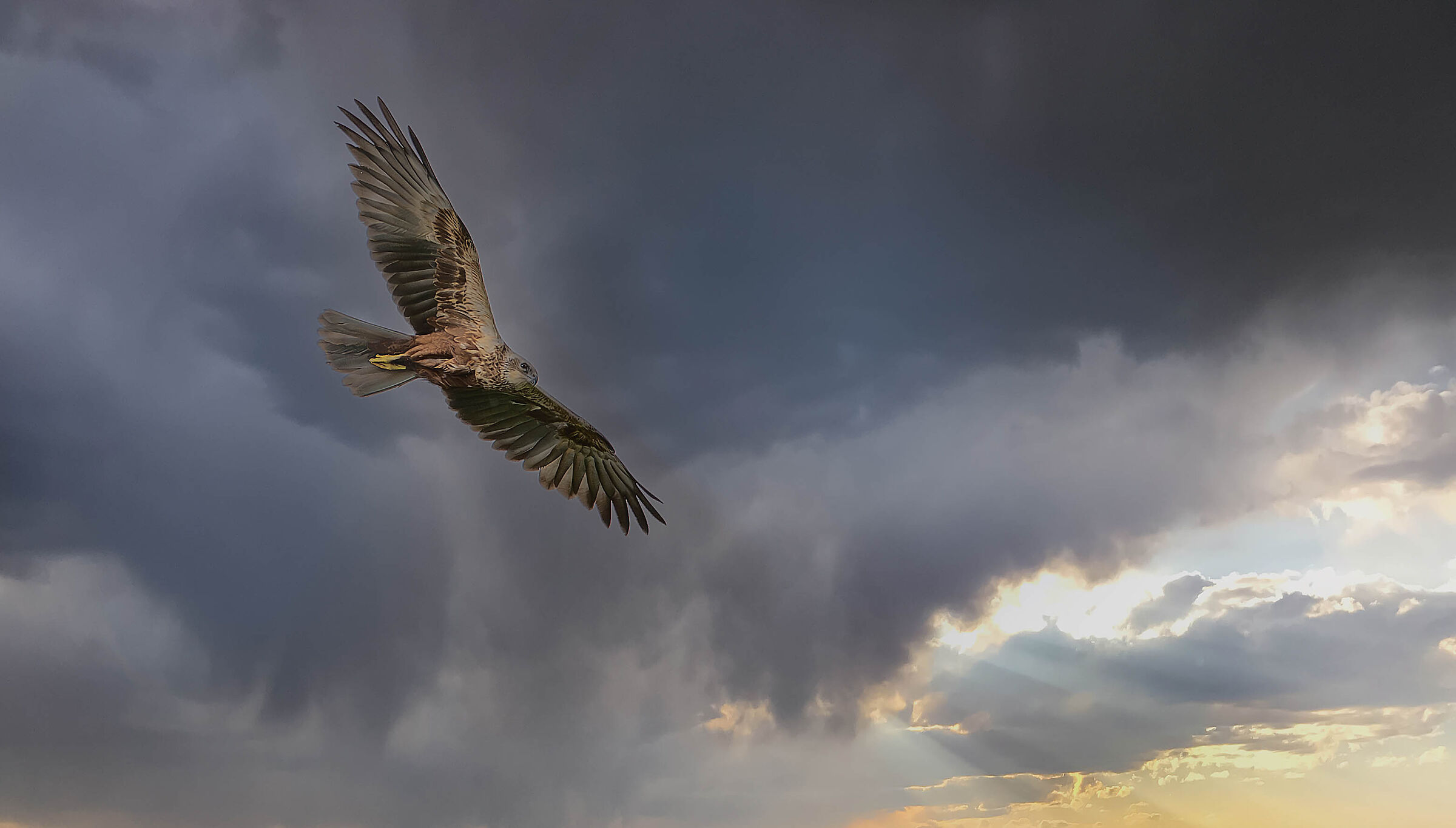 Marsh Harrier