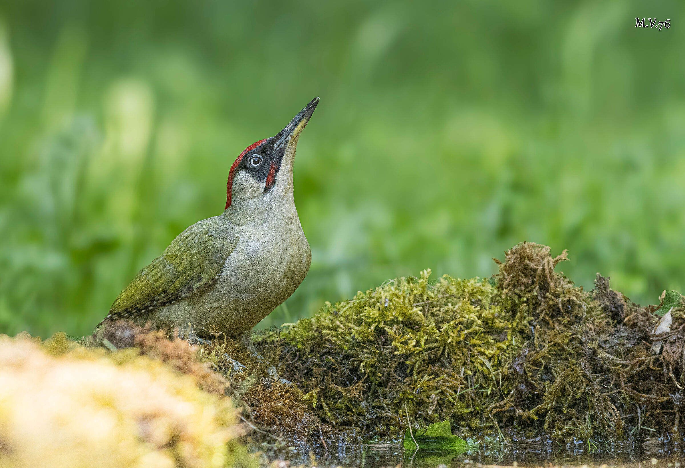 Picchio verde maschio