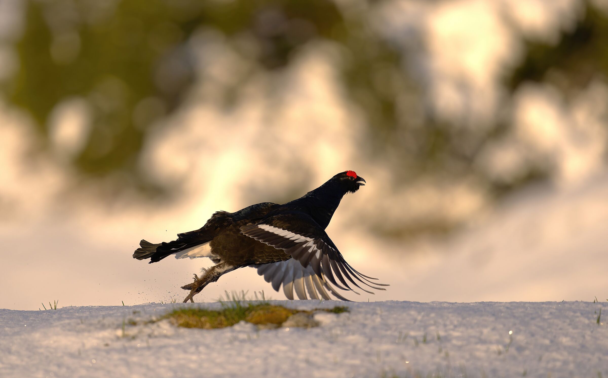 Forceful rooster