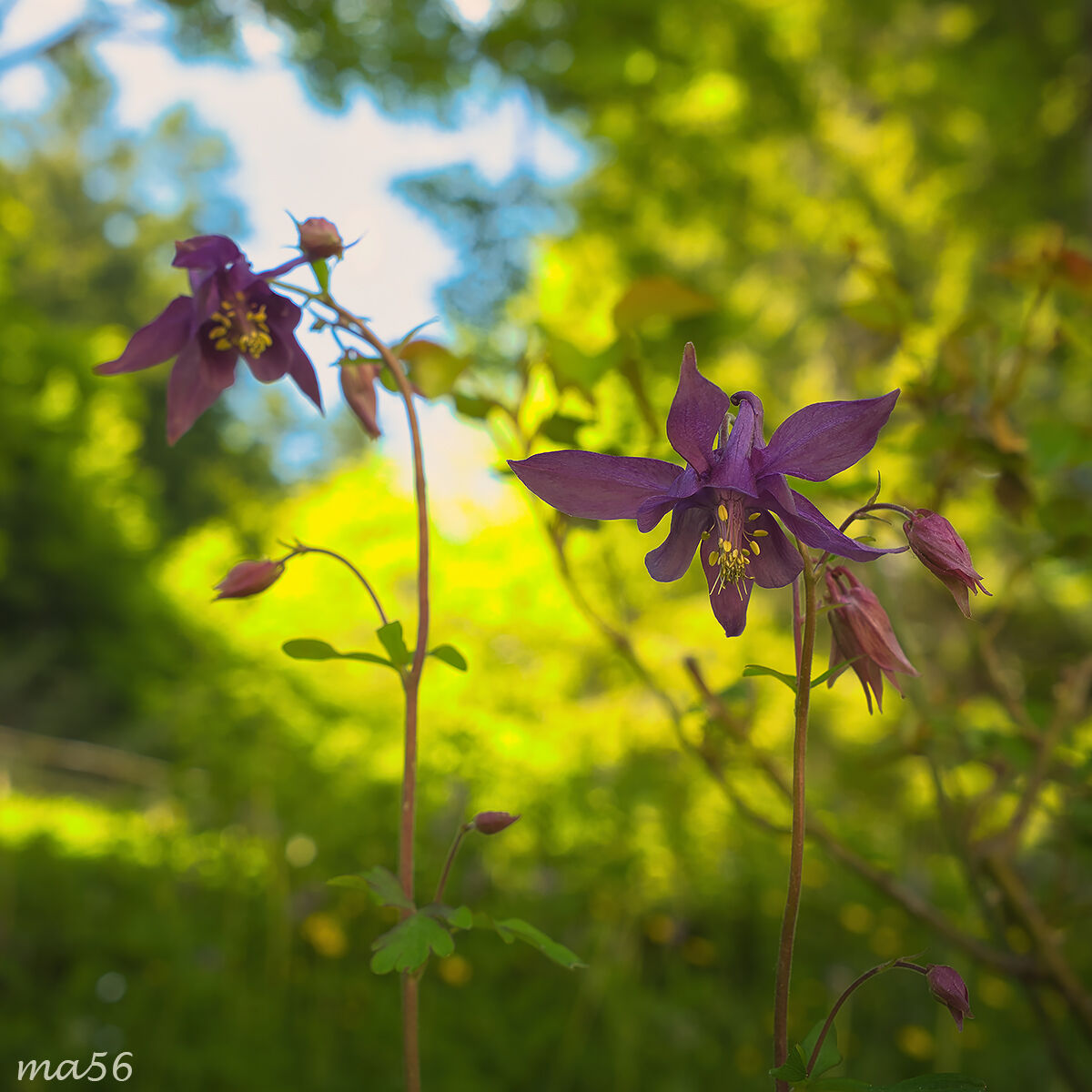 Aquilegia scura