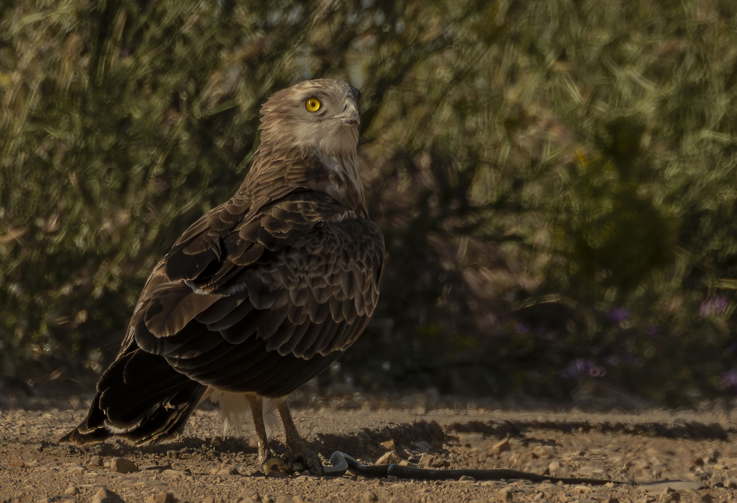 Circaetus gallicus