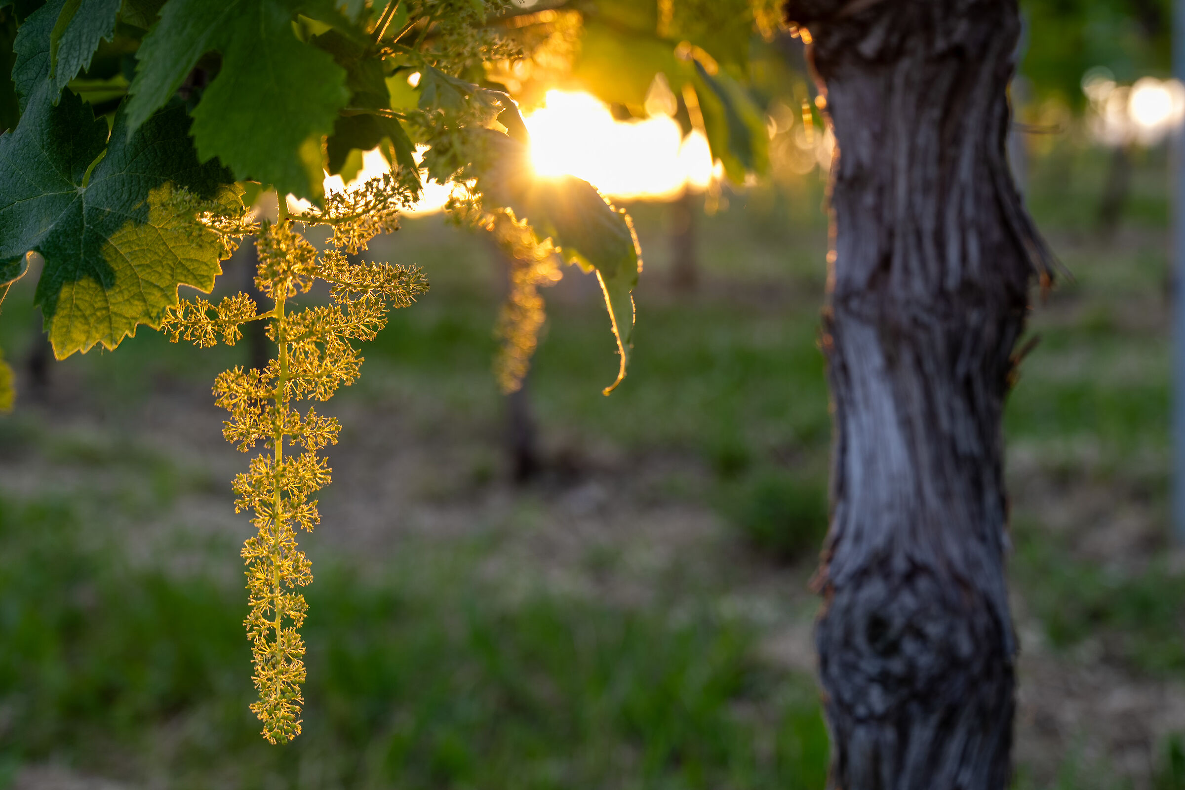 ... the sunset of the Glera...