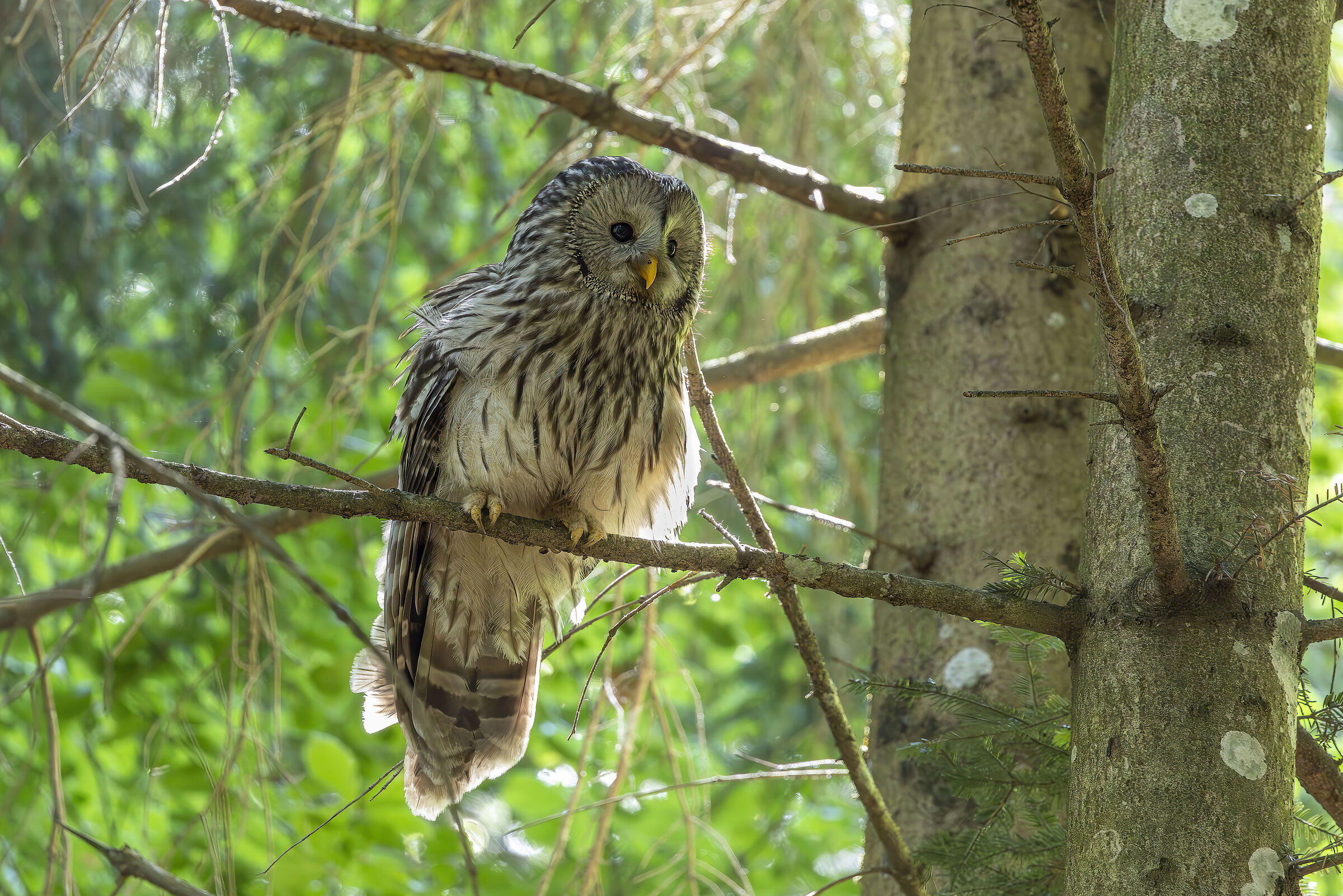 Ural Tawny Owl