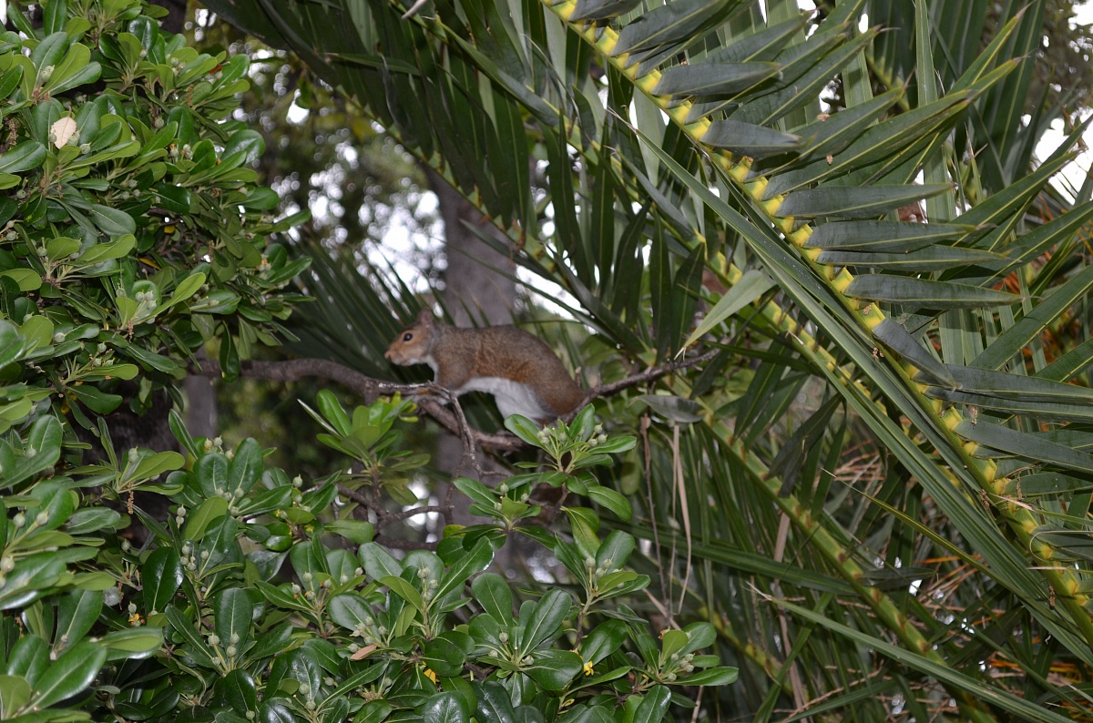 Park nerves squirrel