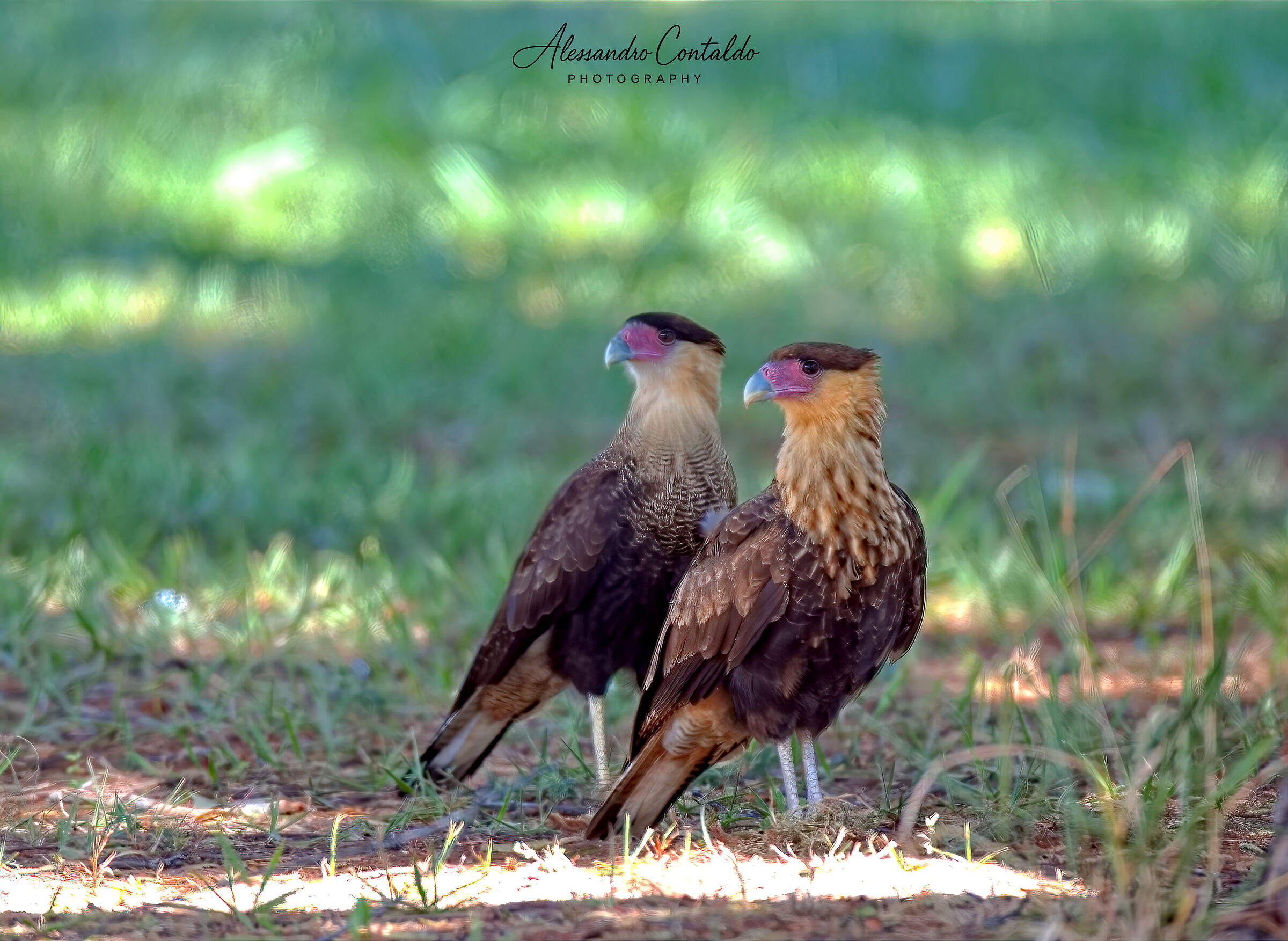 Caracara as a couple