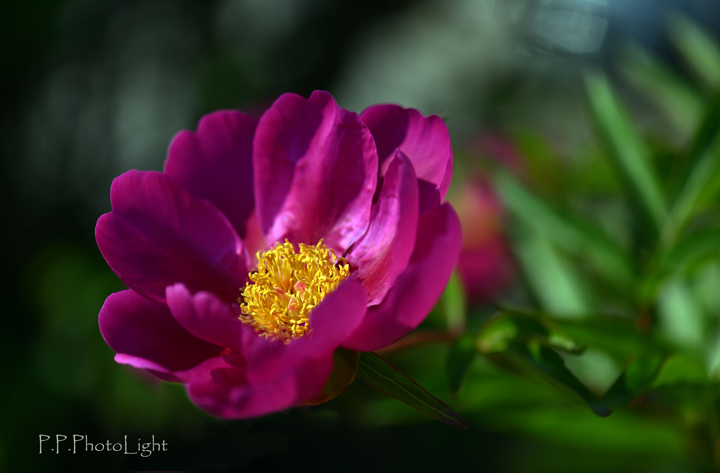 Peonia