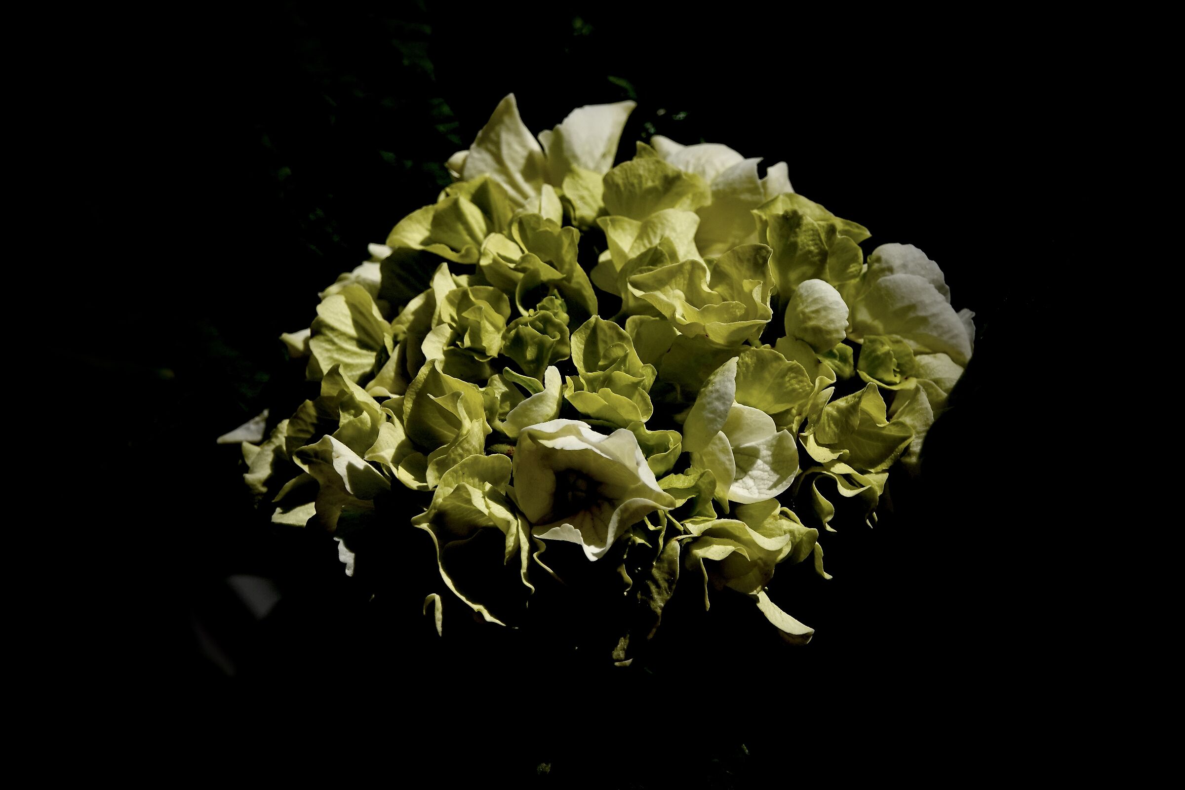 Hydrangea