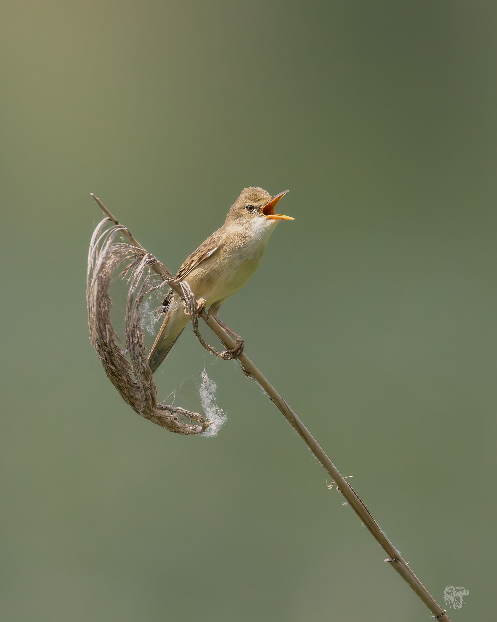 Greenish reed warbler