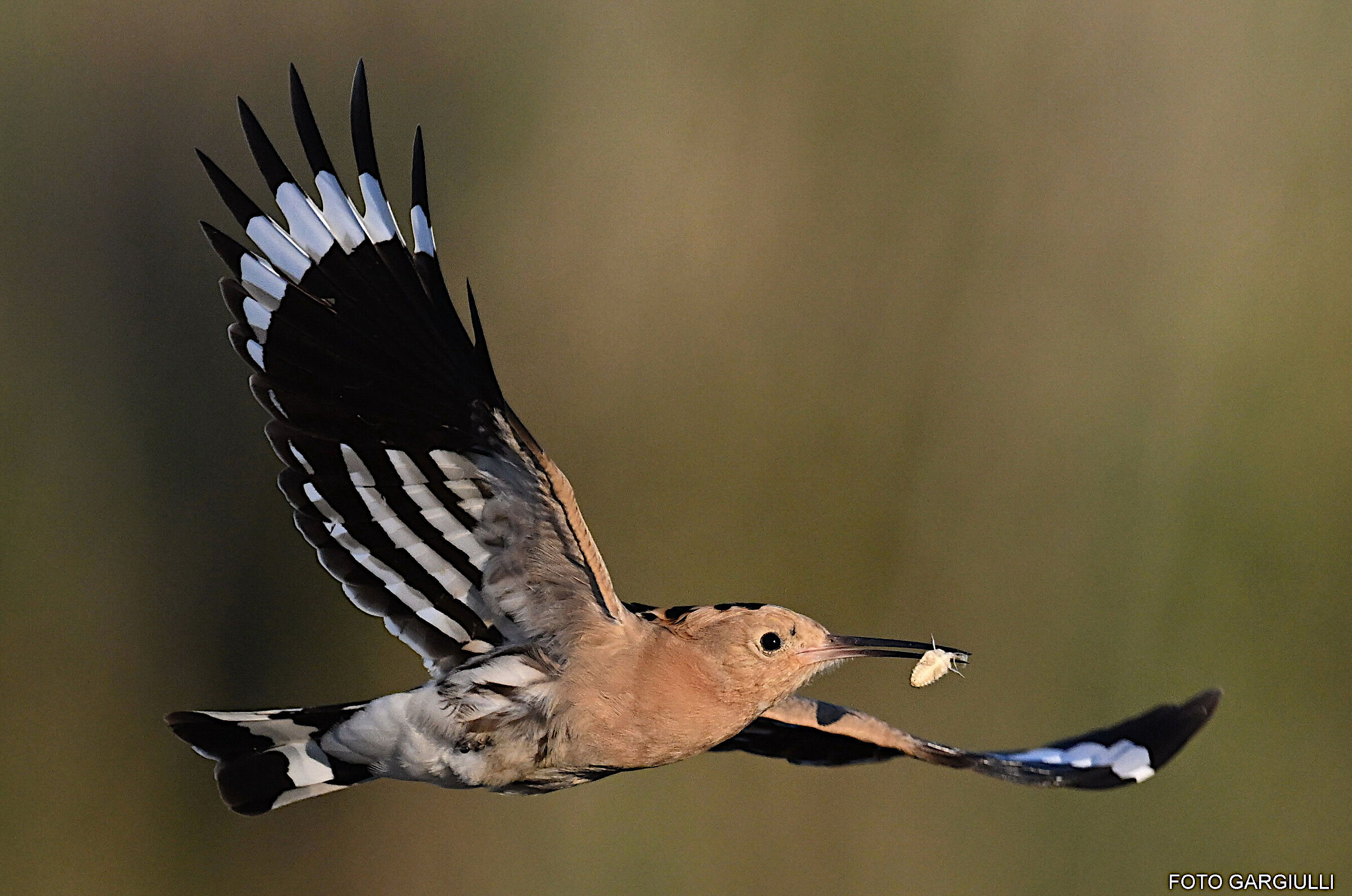 Hoopoe with prey