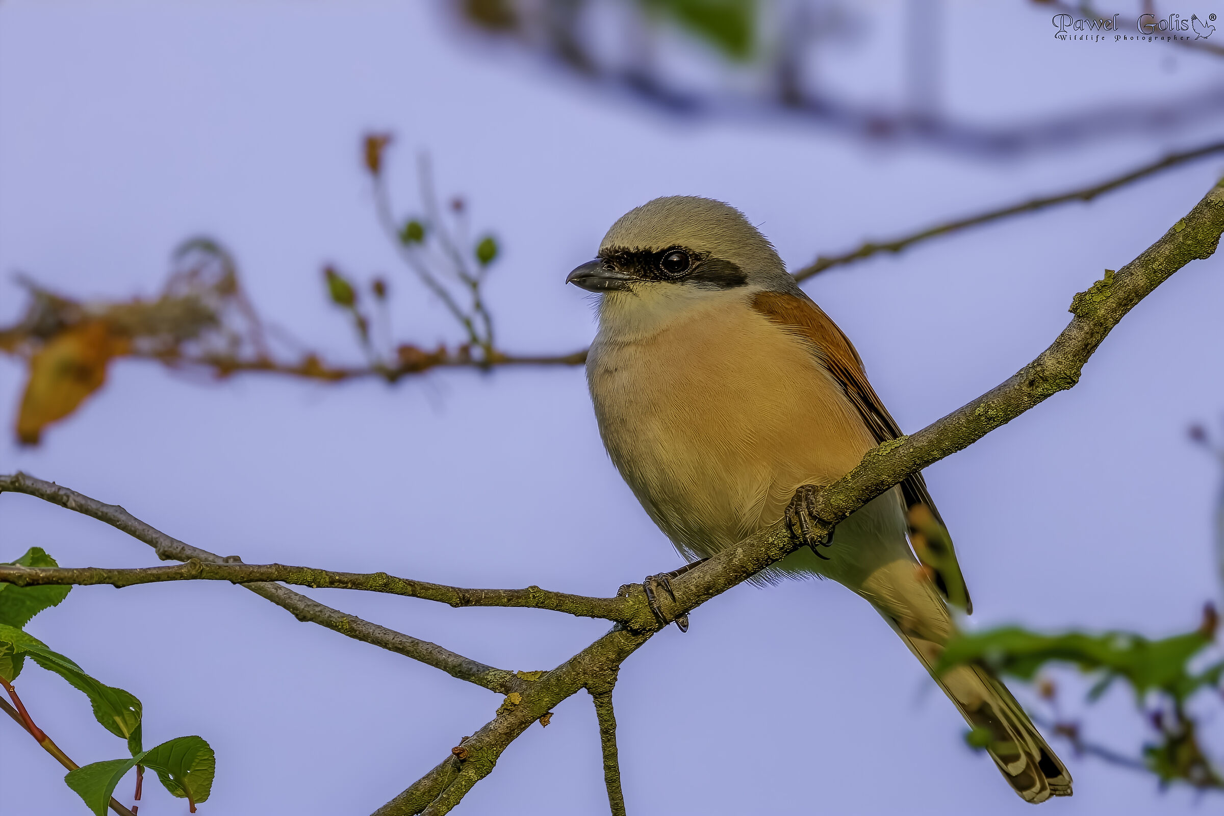 Red-backed Shrike (Lanius collurio)