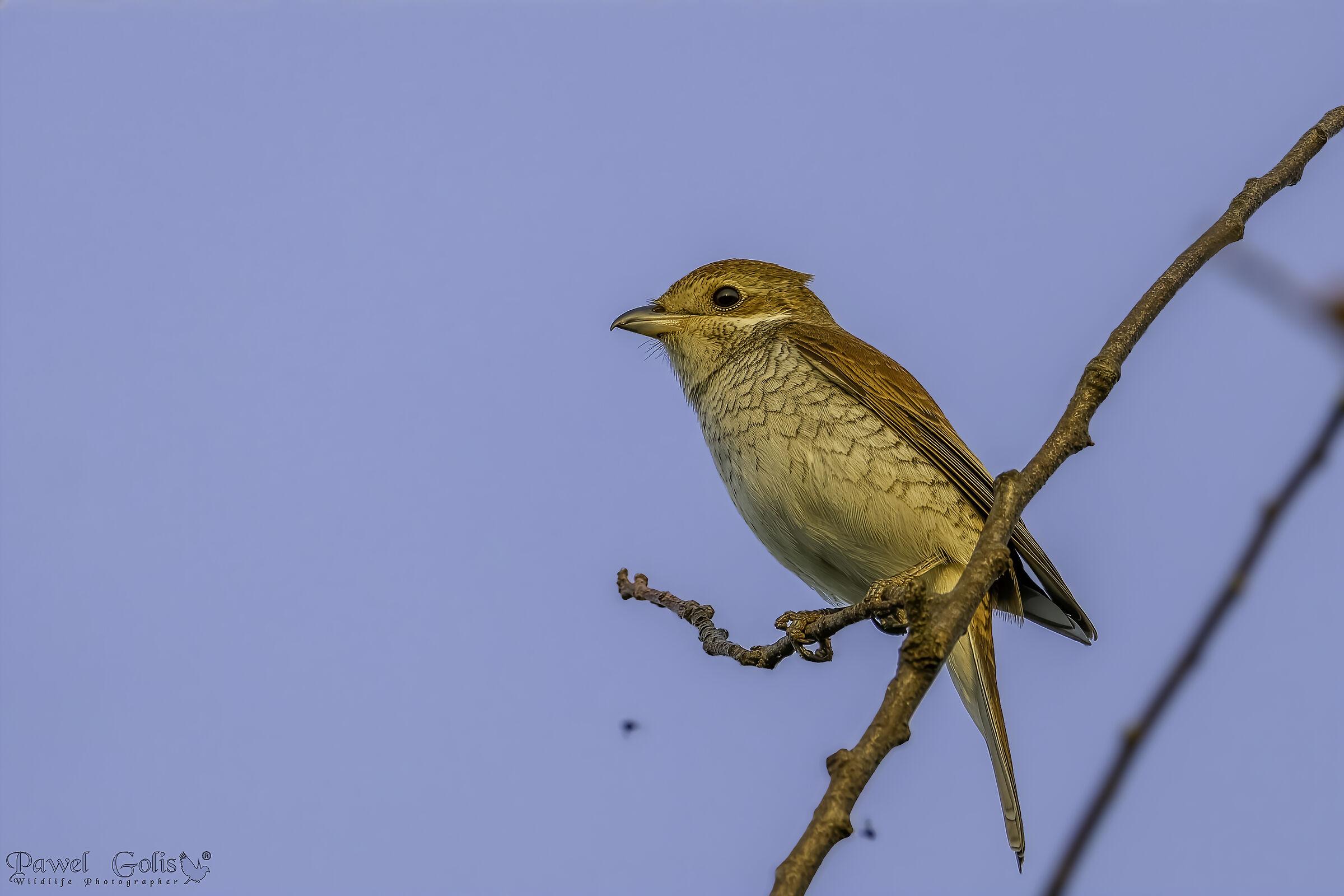 Picchiolo dal dorso rosso (Lanius collurio)