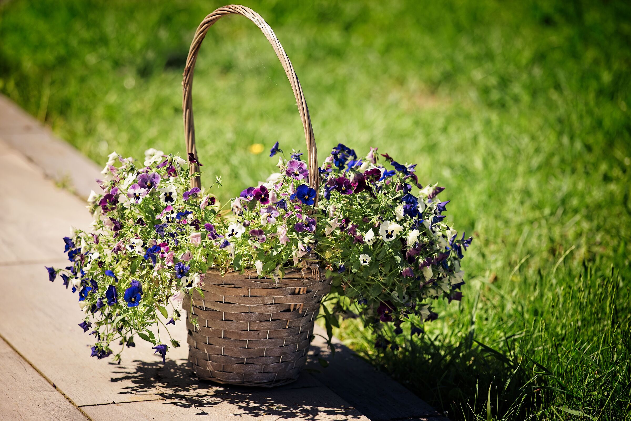 Viola in summer