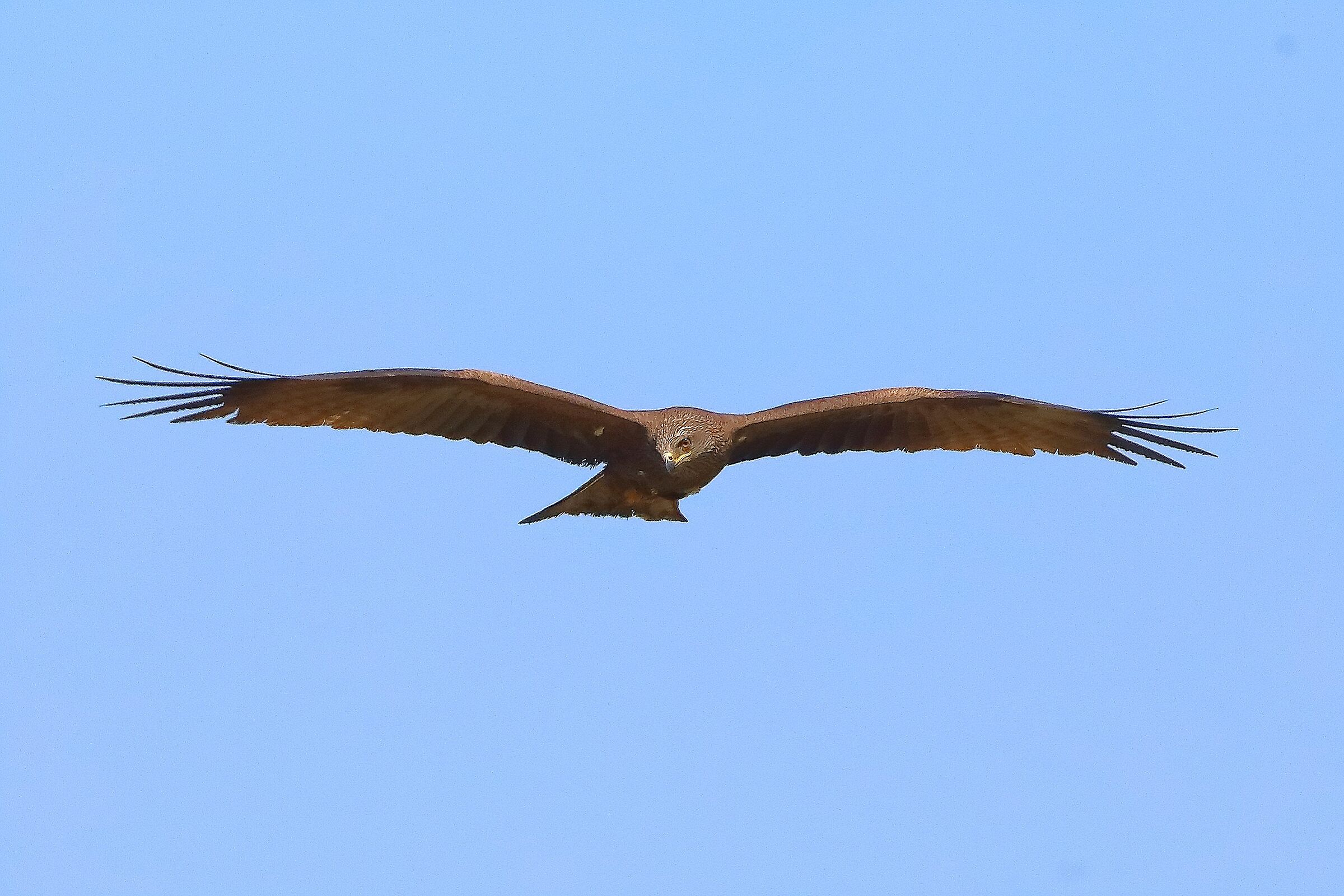 Black Kite 25 May 2026