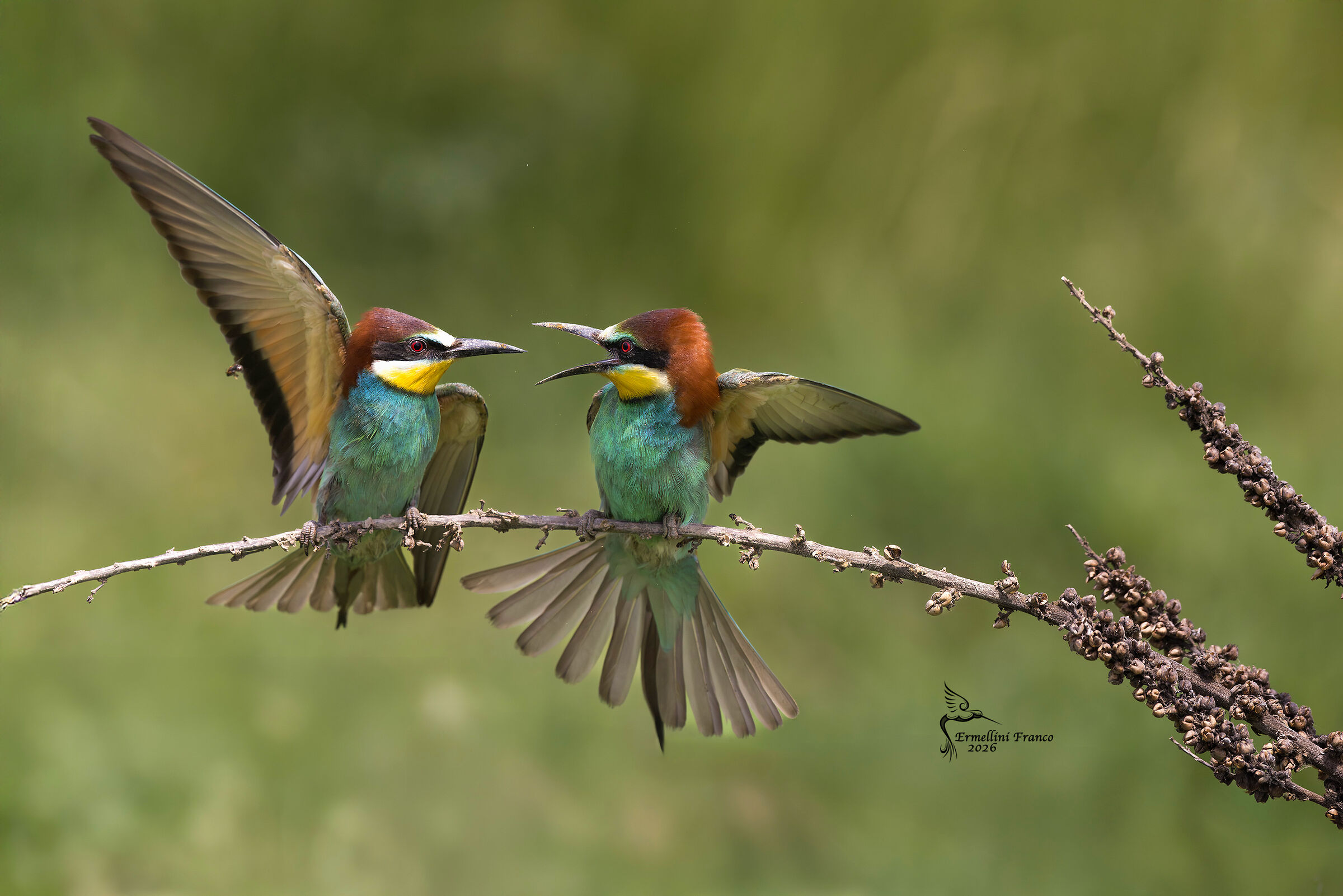 bee-eater