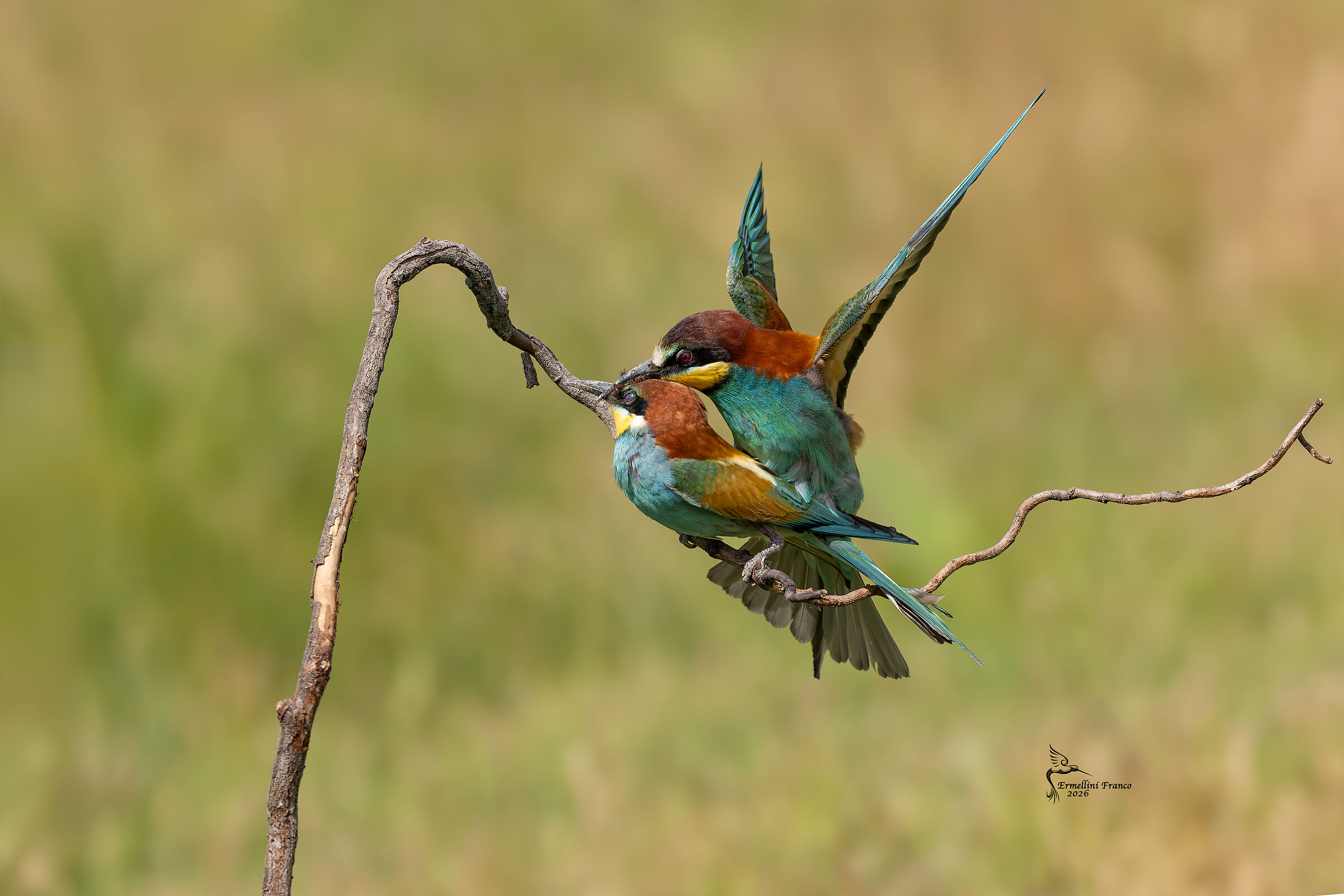 bee-eater