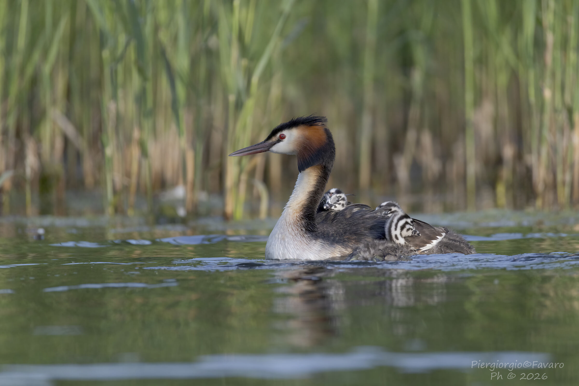 Grebes Family...