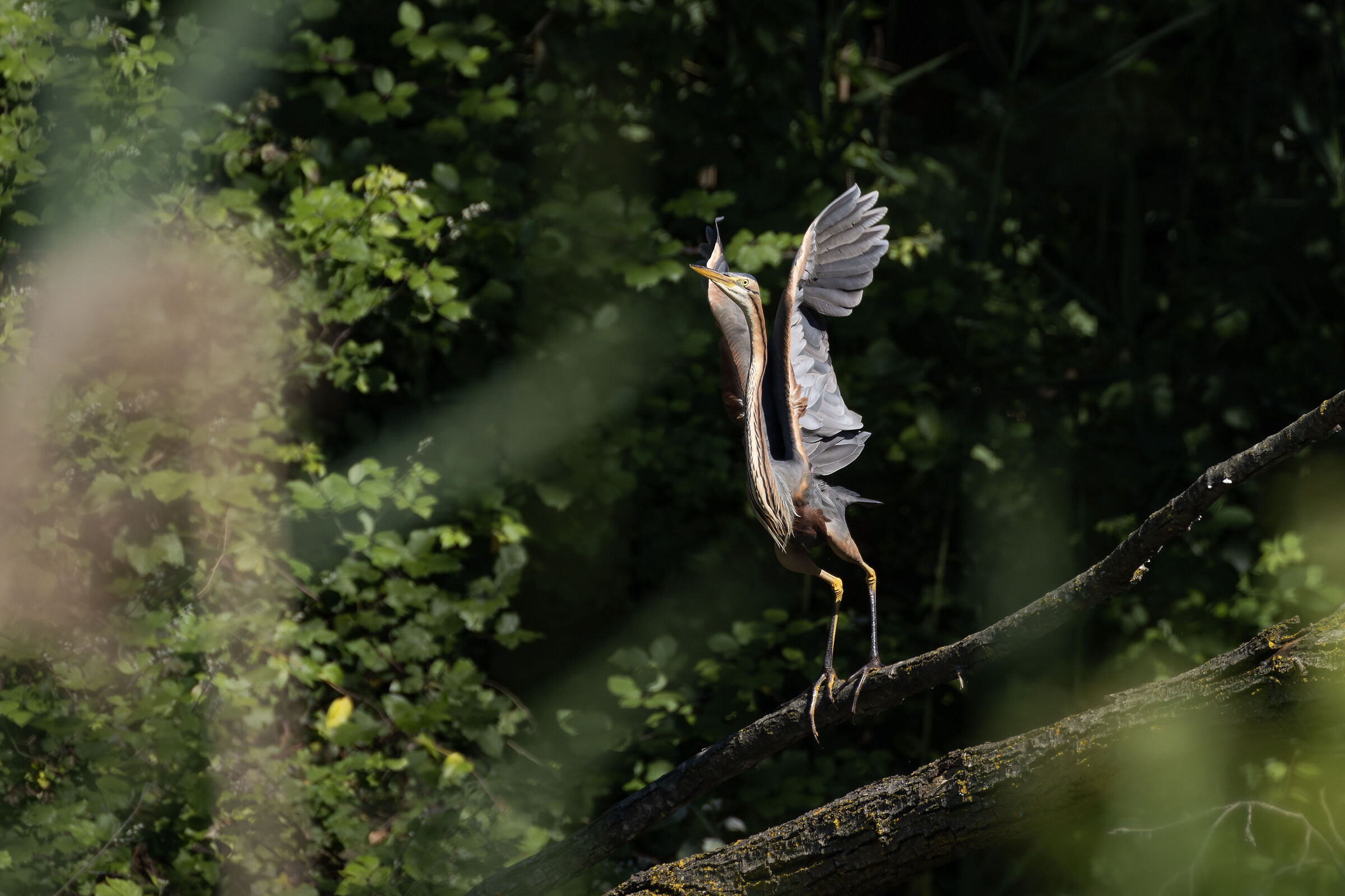 Purple Heron