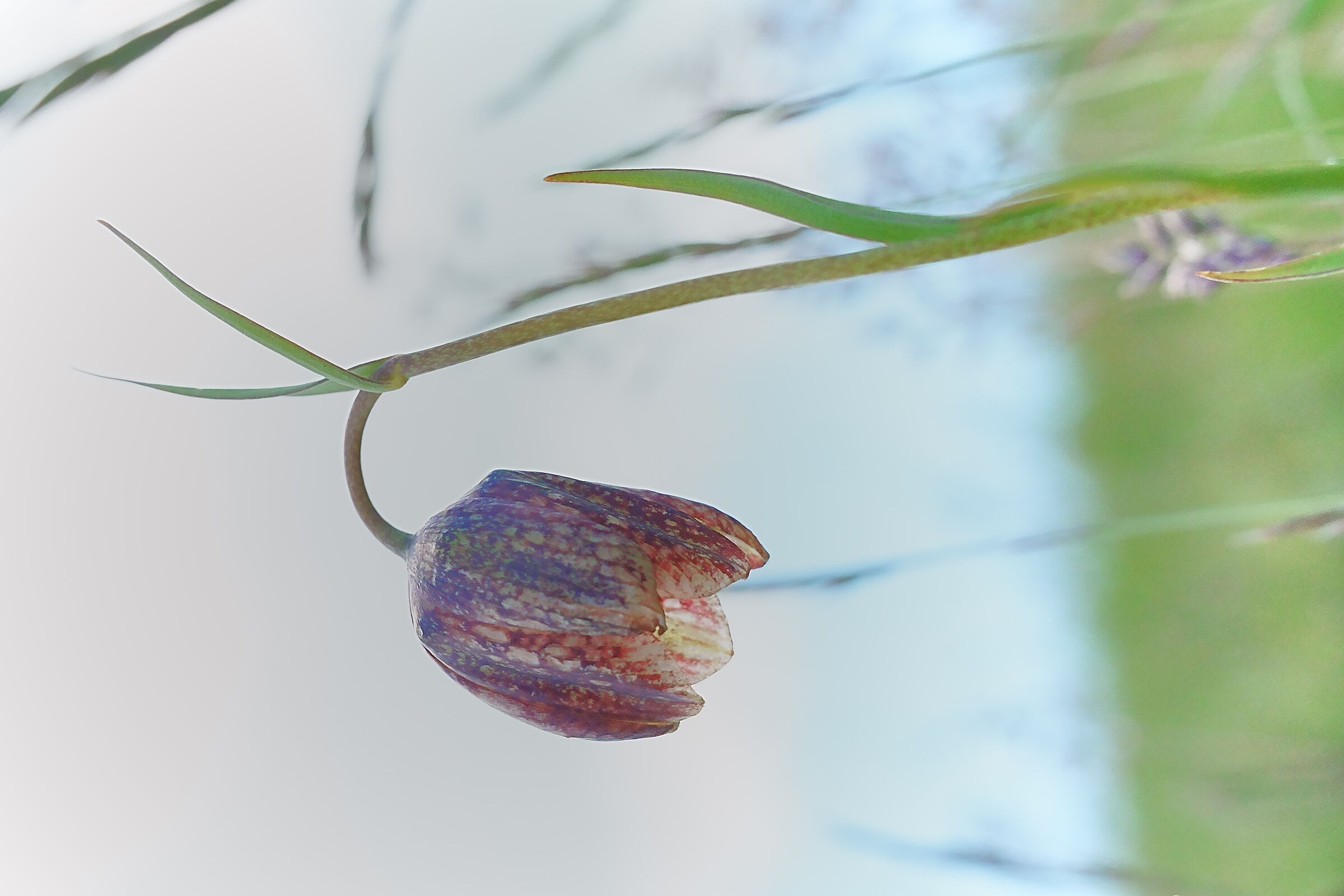 Mountain Fritillary Umbrian-Marche Apennines highkey