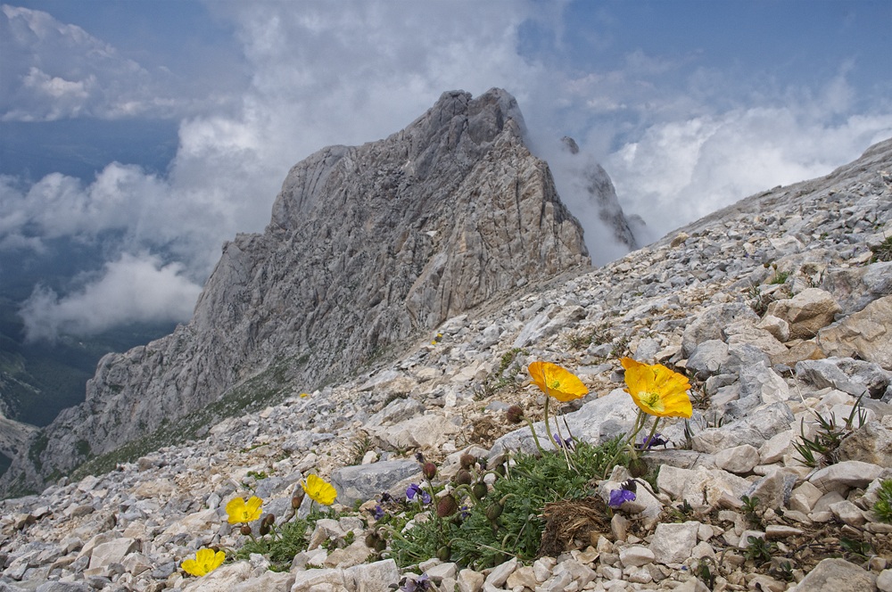 fioriture sul Gran Sasso