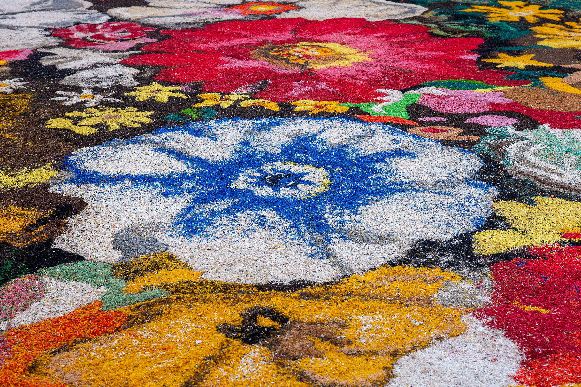 Osimo in fiore