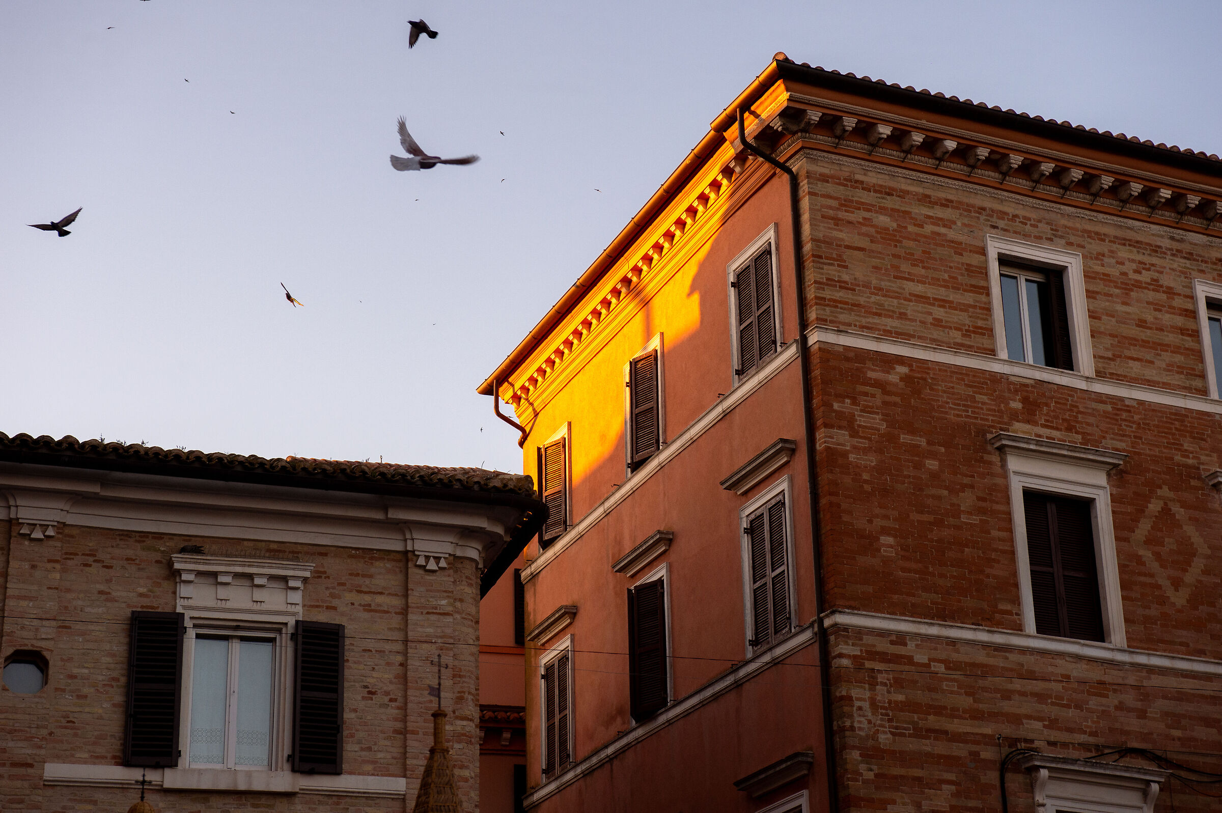 Osimo in fiore