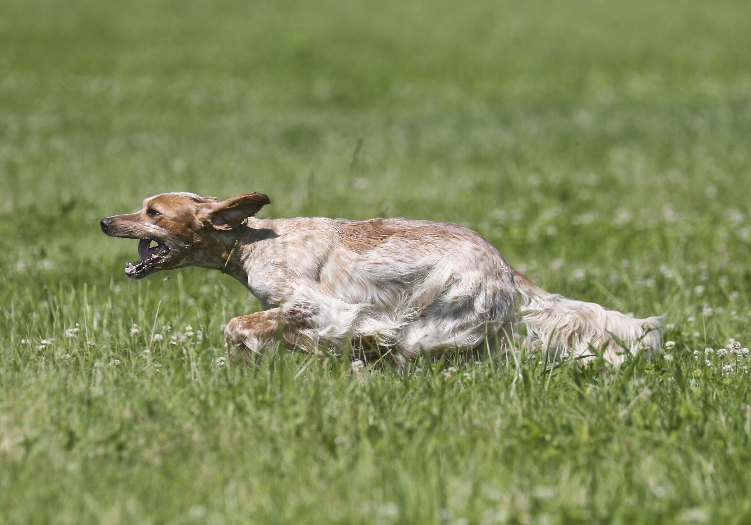 English Setter