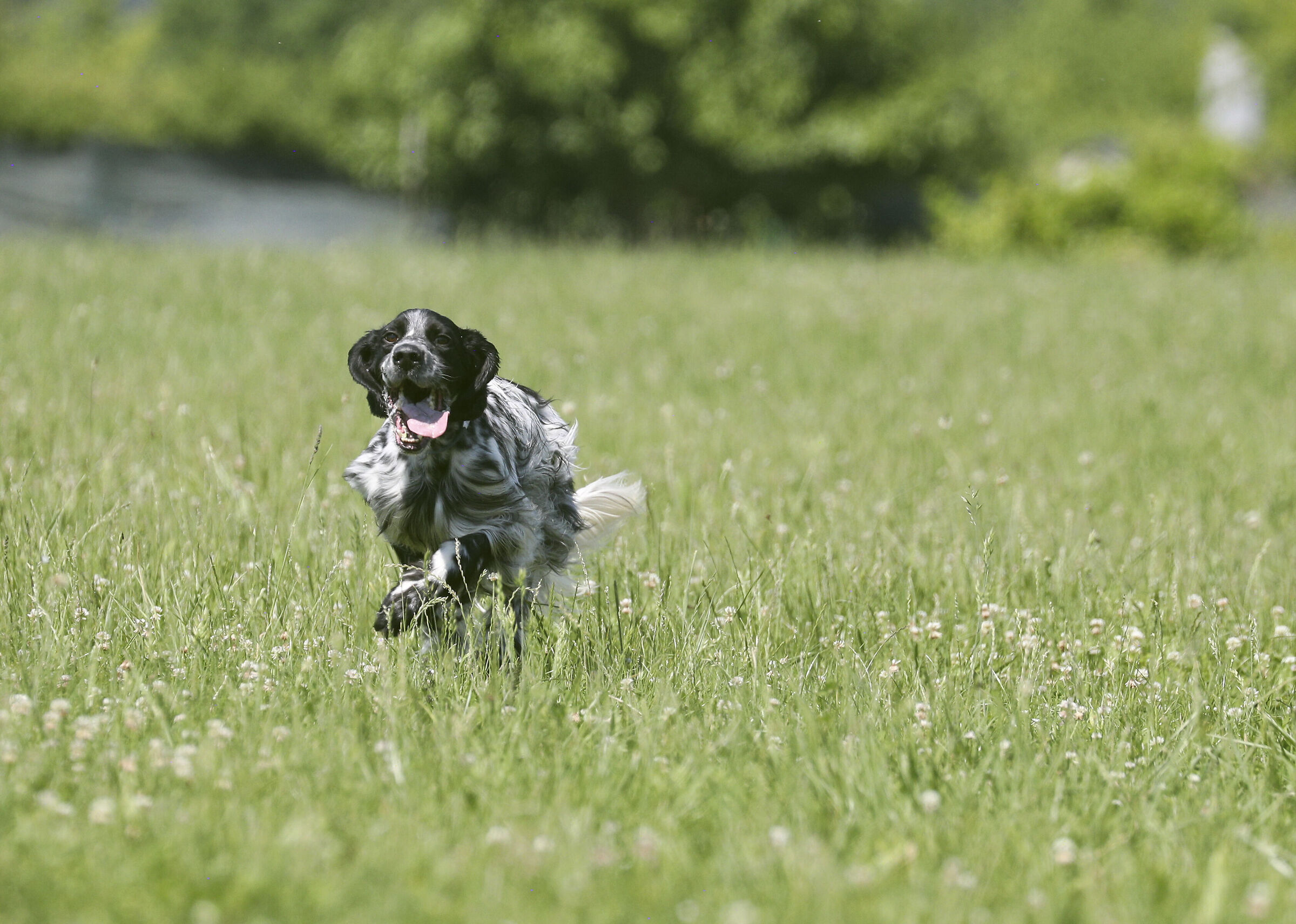 English Setter