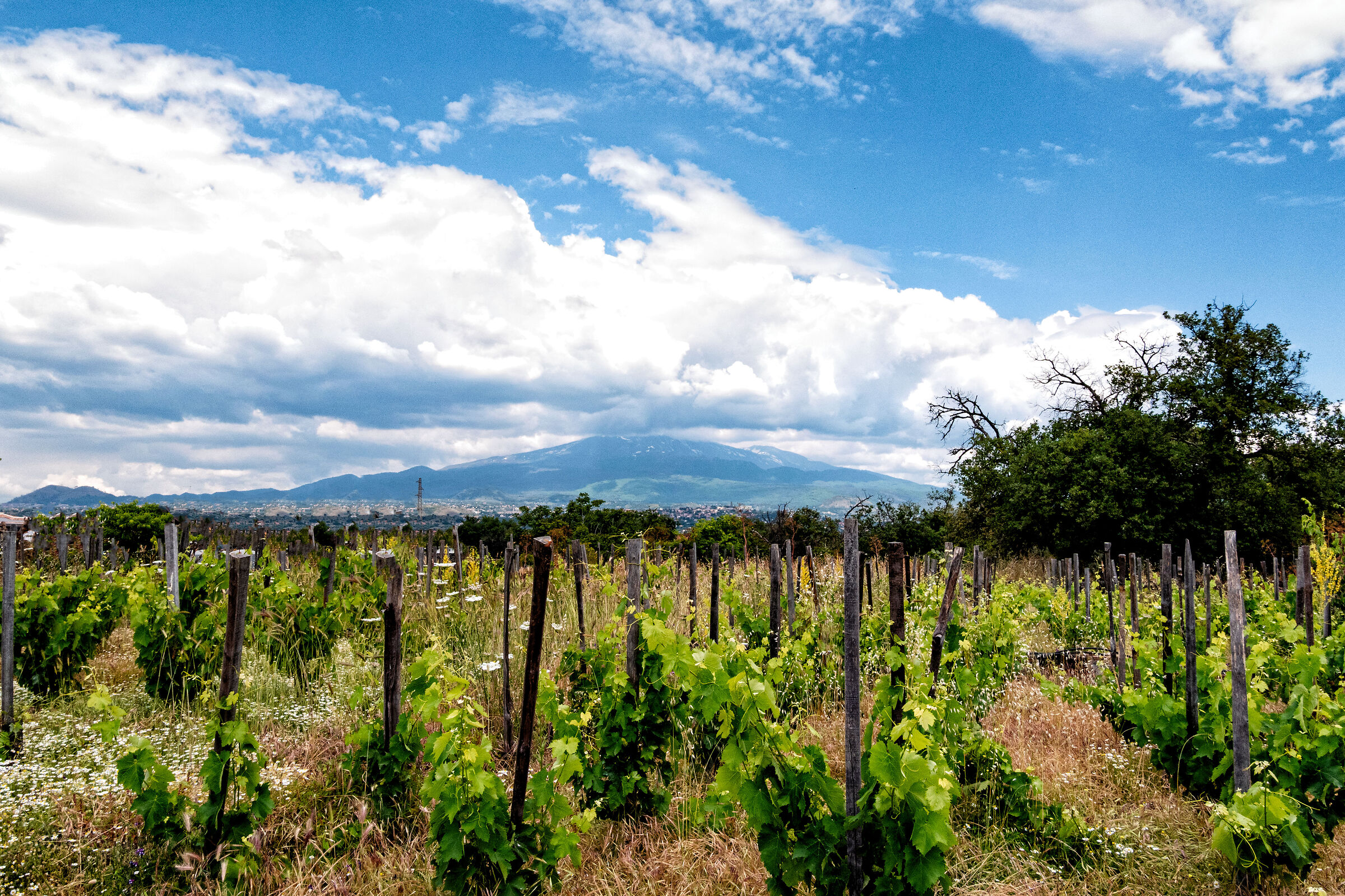 Vigneto ai piedi dell'Etna