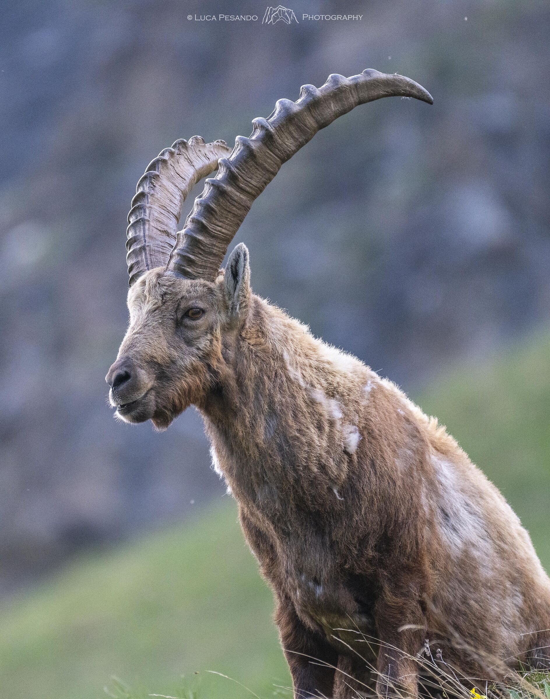 Ibex