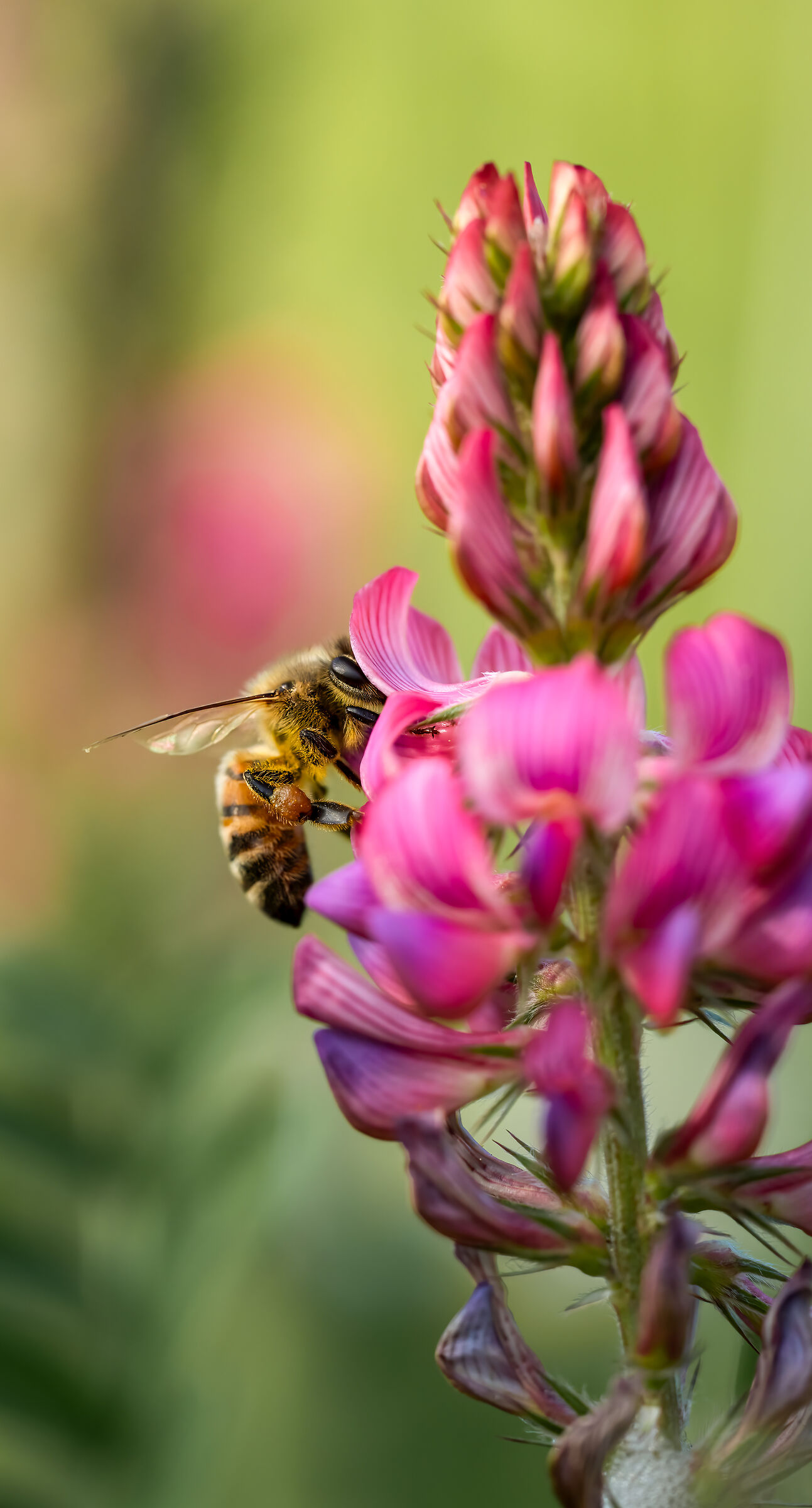 Bee in Bloom
