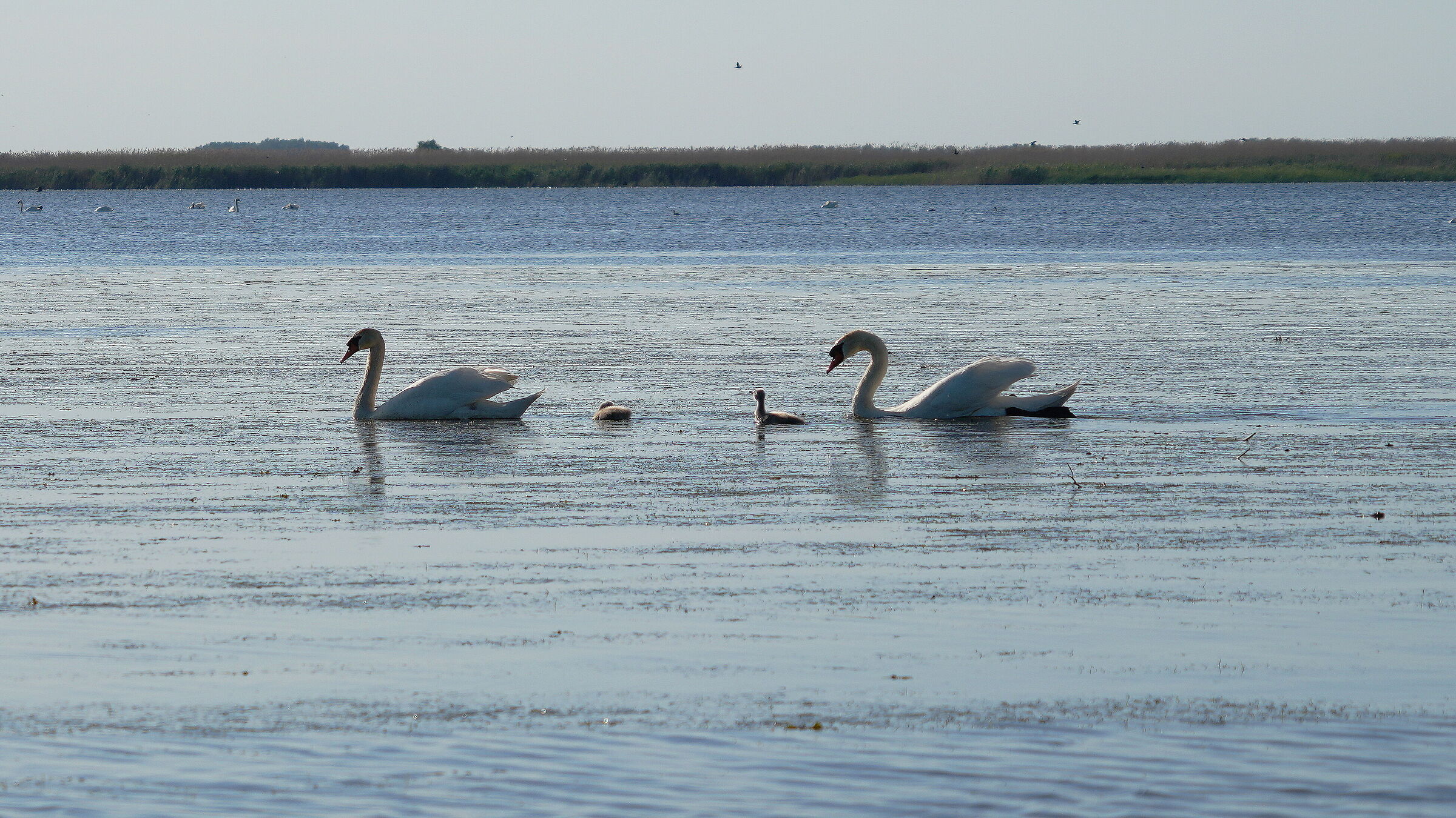 Wild Swan Family
