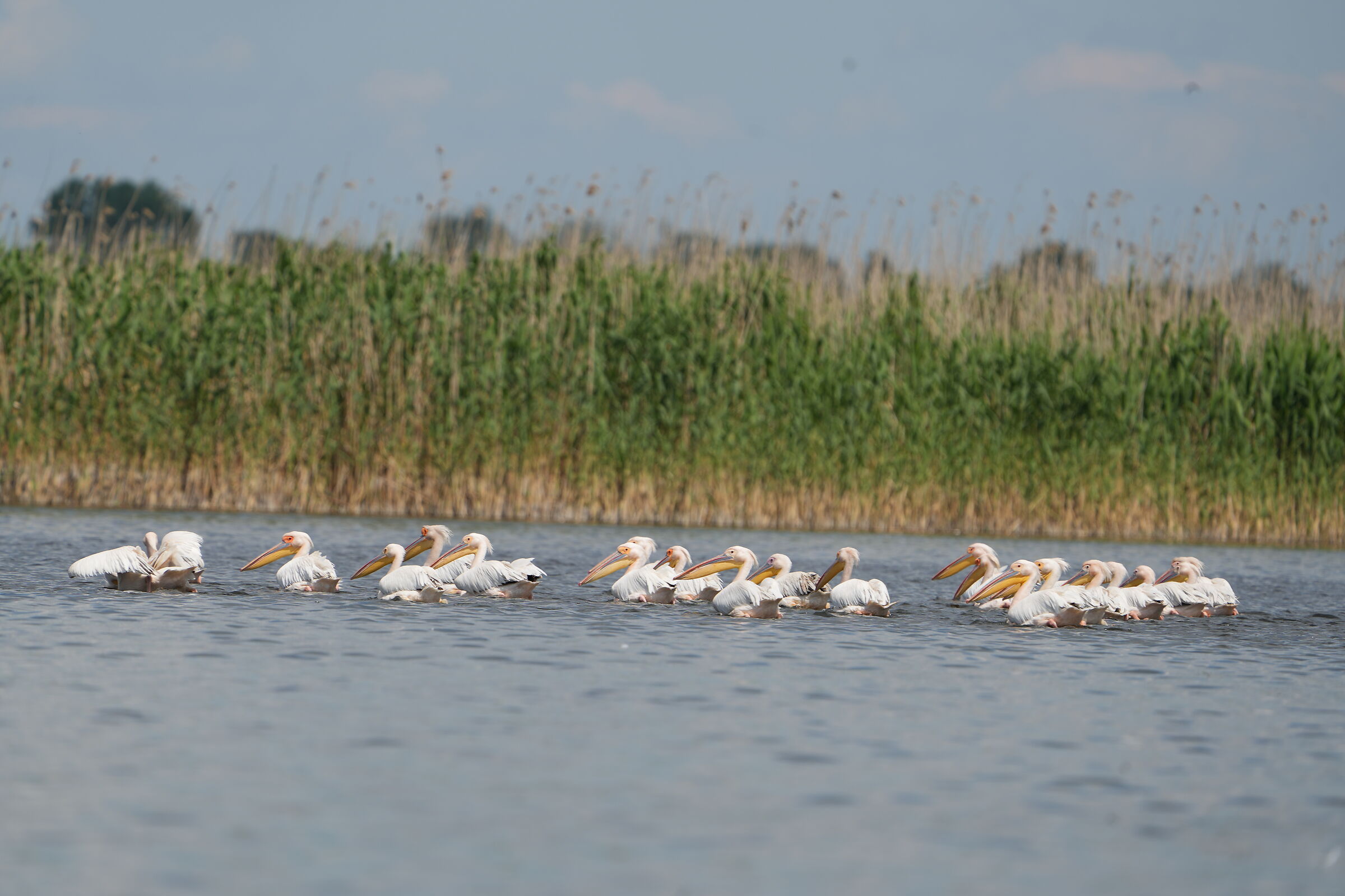 White pelicans