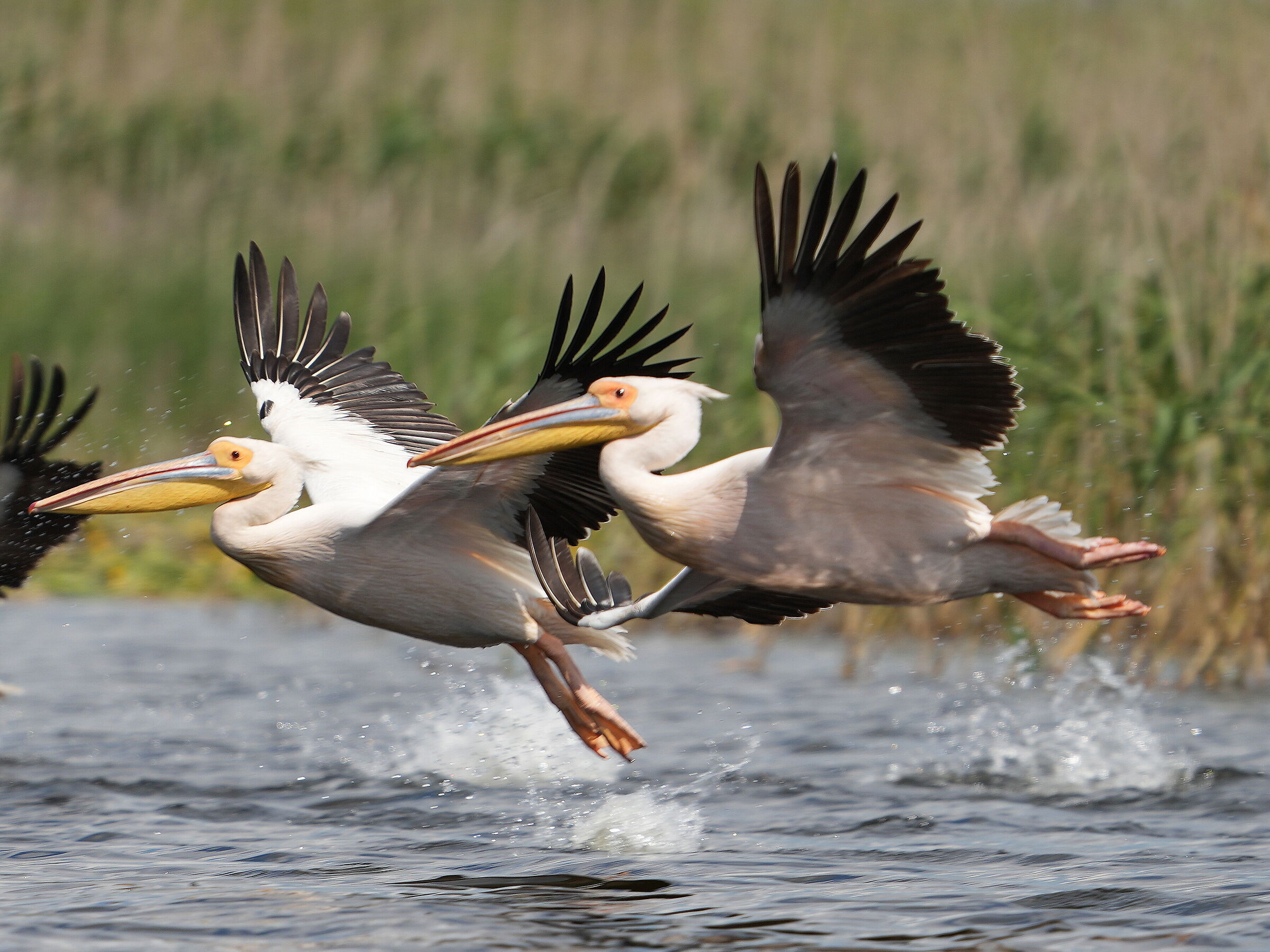 White pelicans in flight