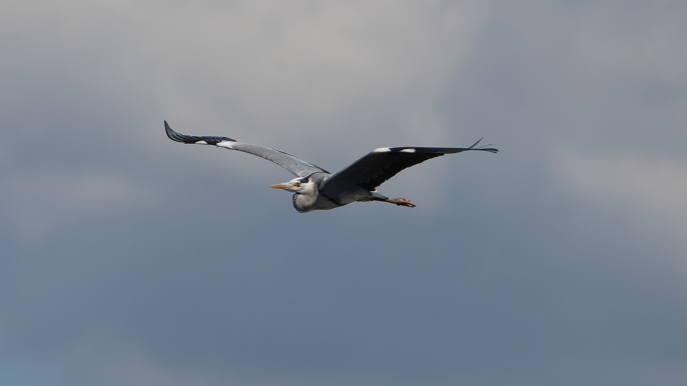 Grey Heron in Flight