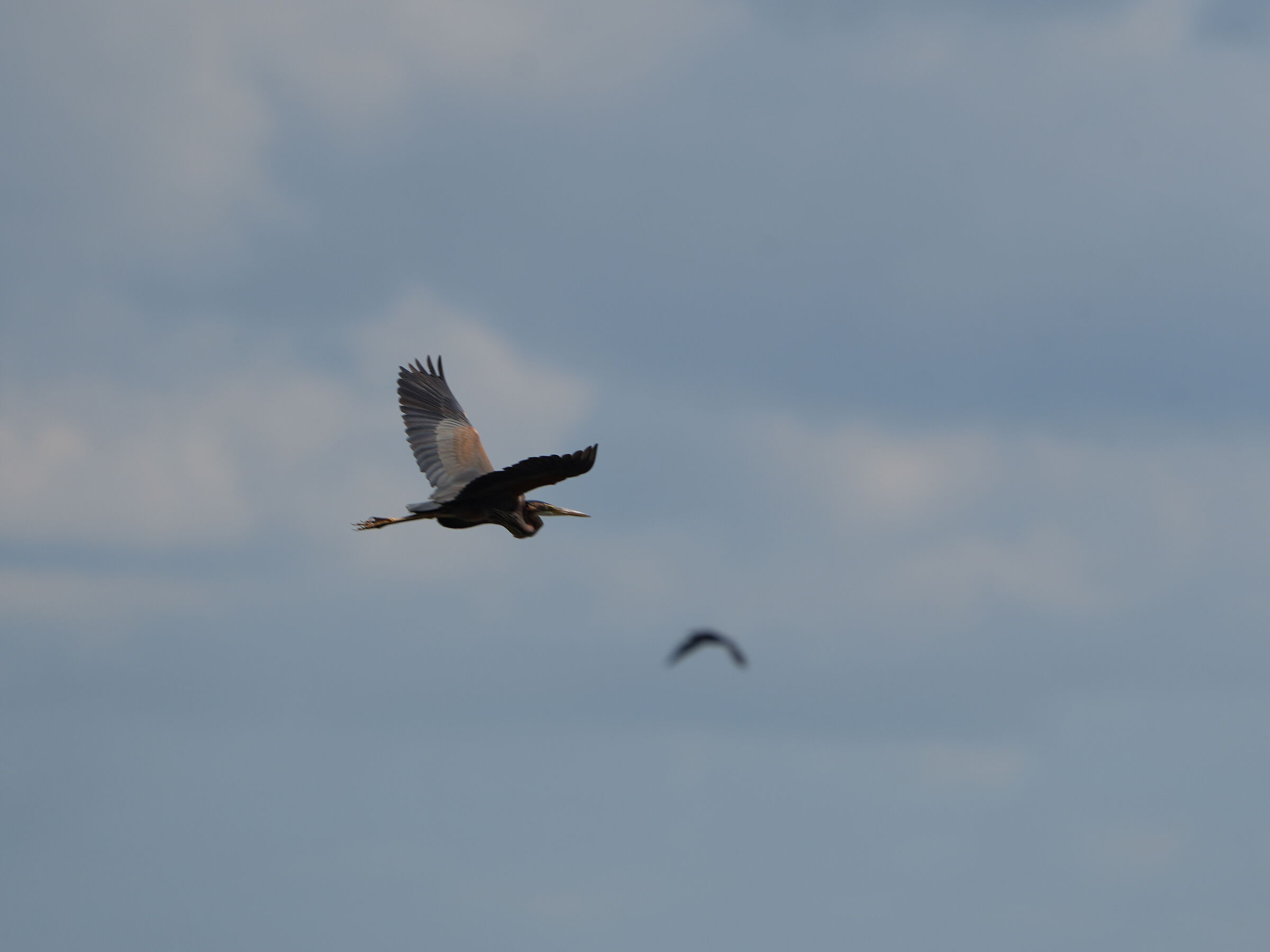 Purple heron in flight