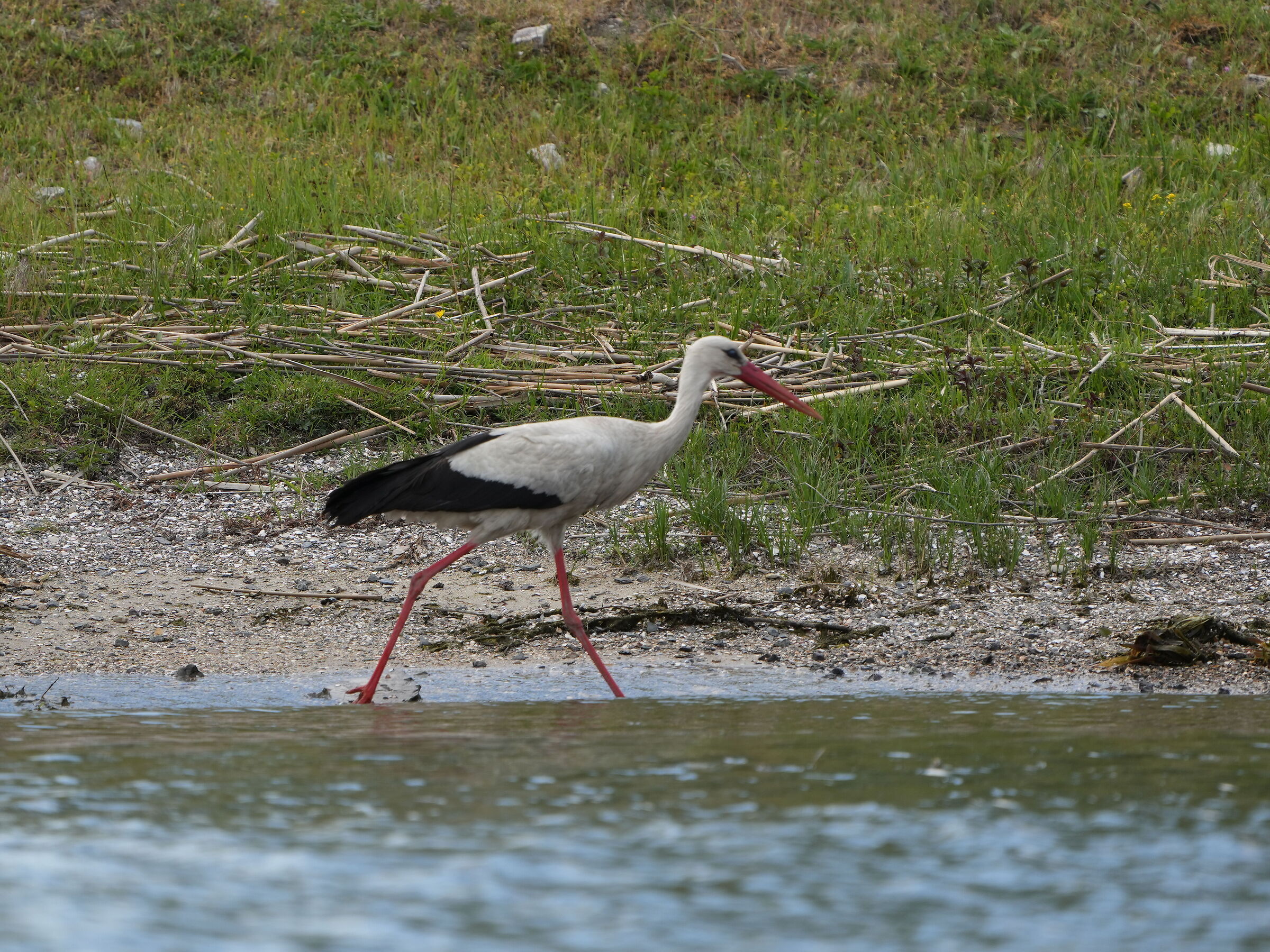 White stork