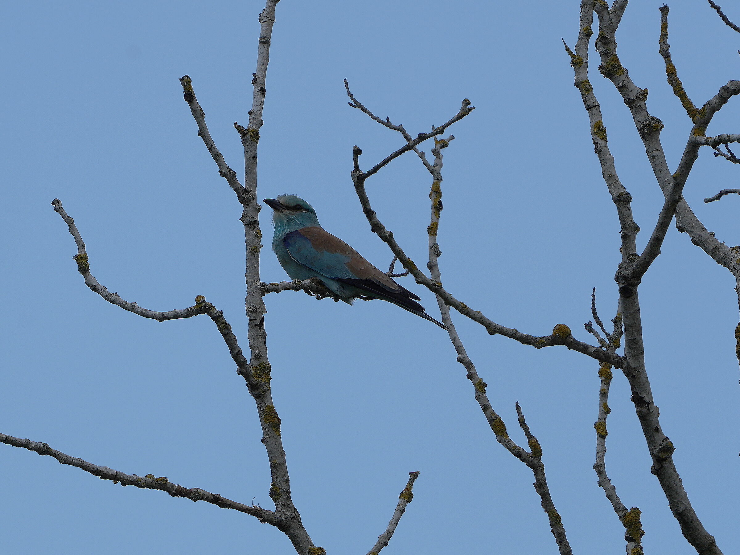 European jay