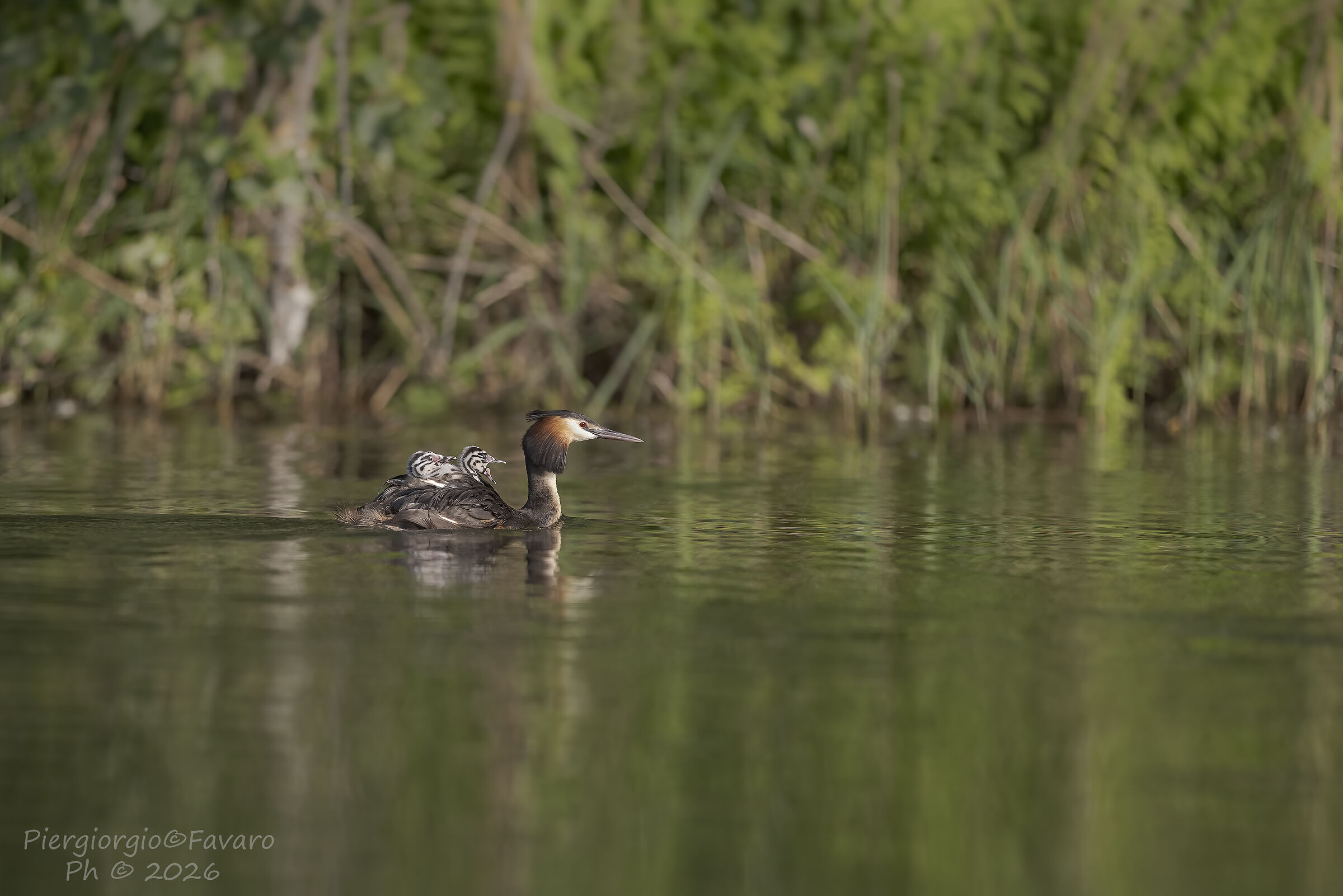 Grebes Family...