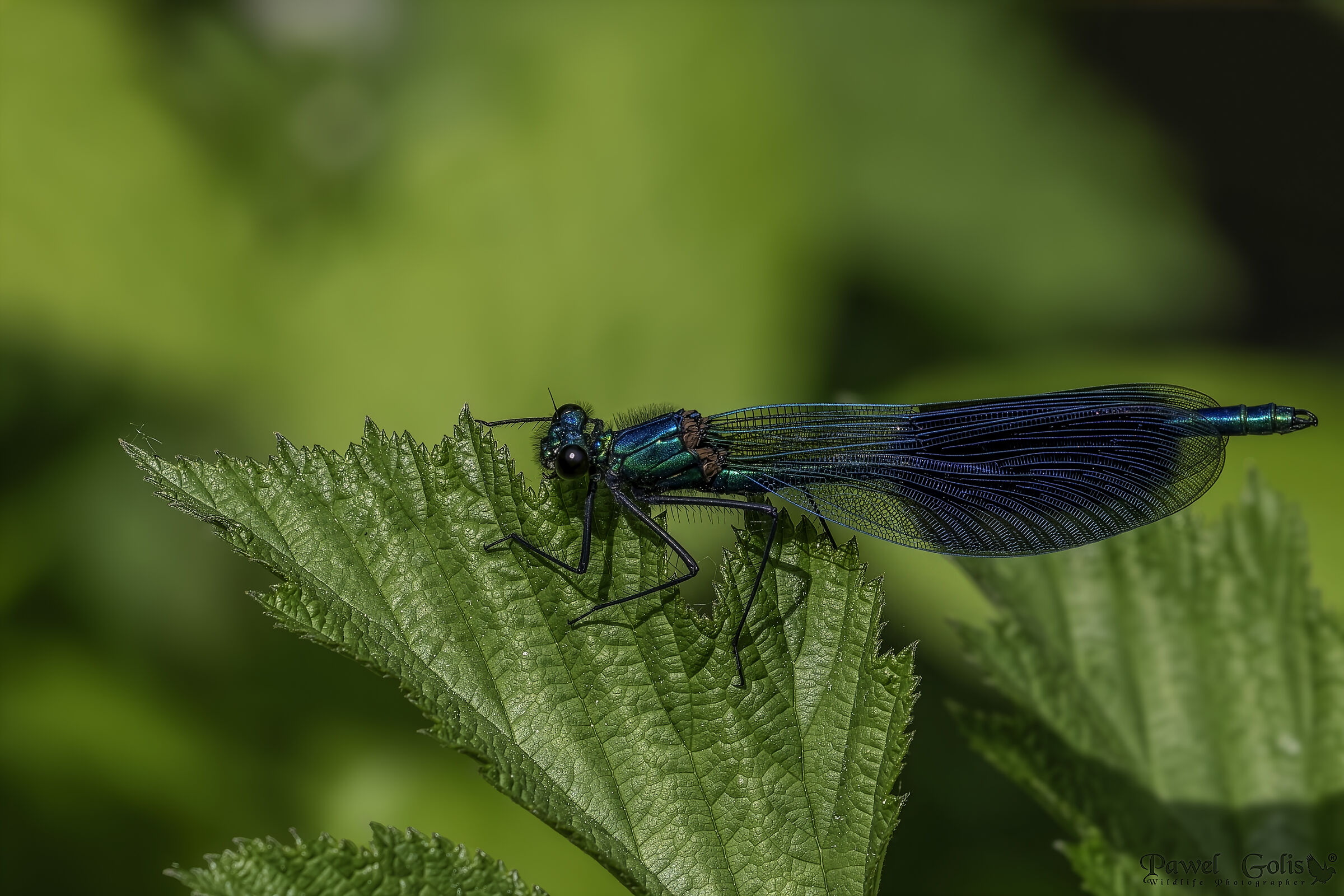 La damigella a fascie