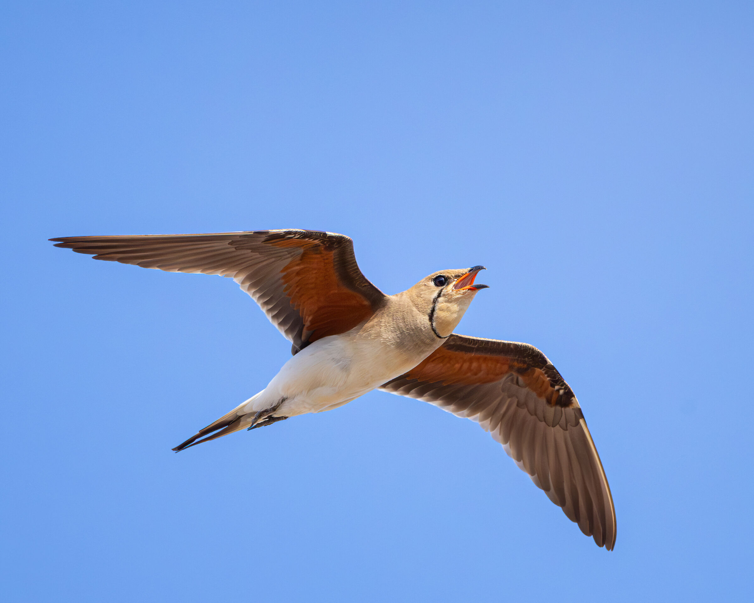 Partridge