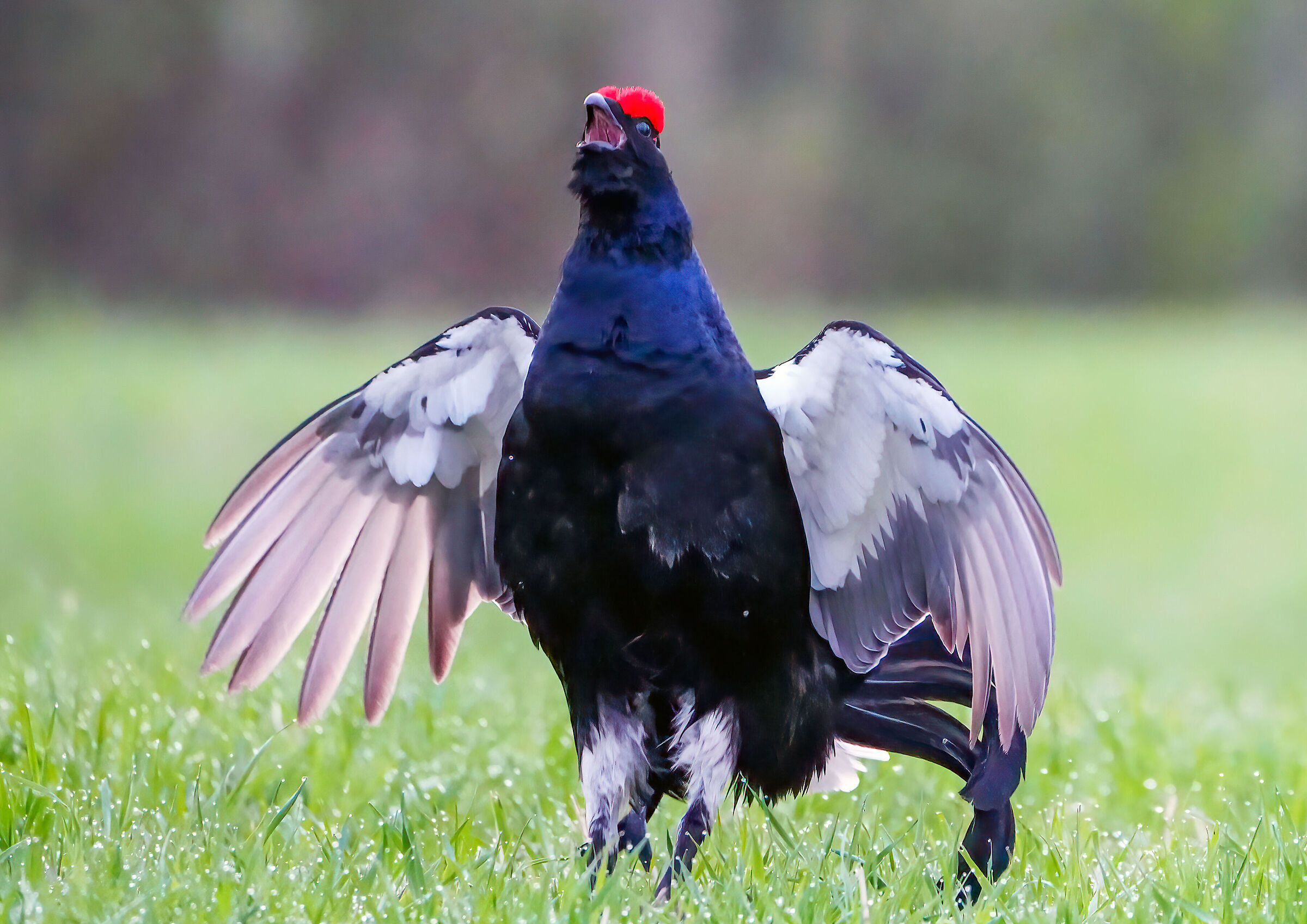 Gallo forcello