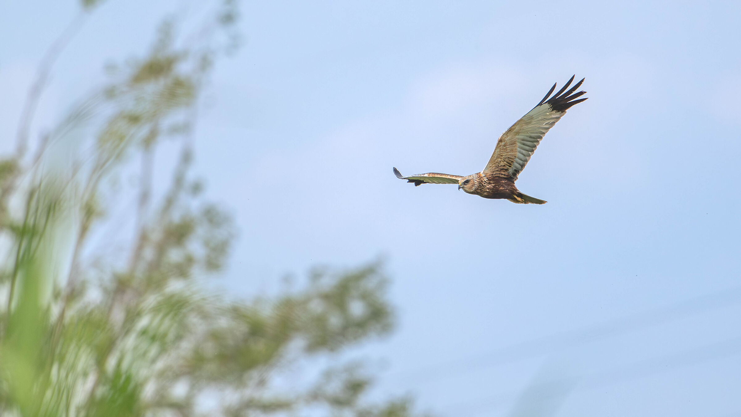 Marsh Harrier