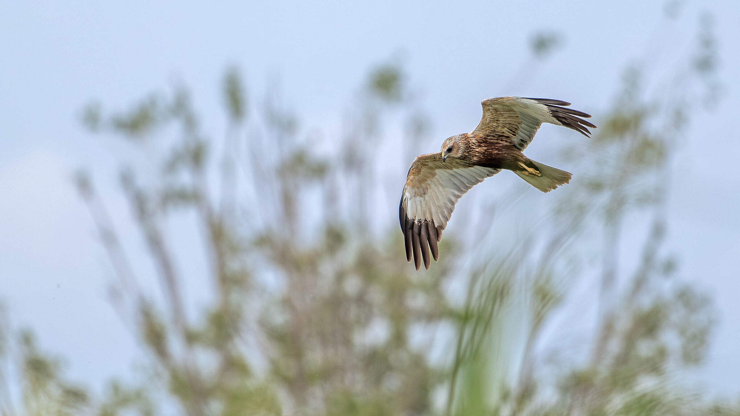Marsh Harrier