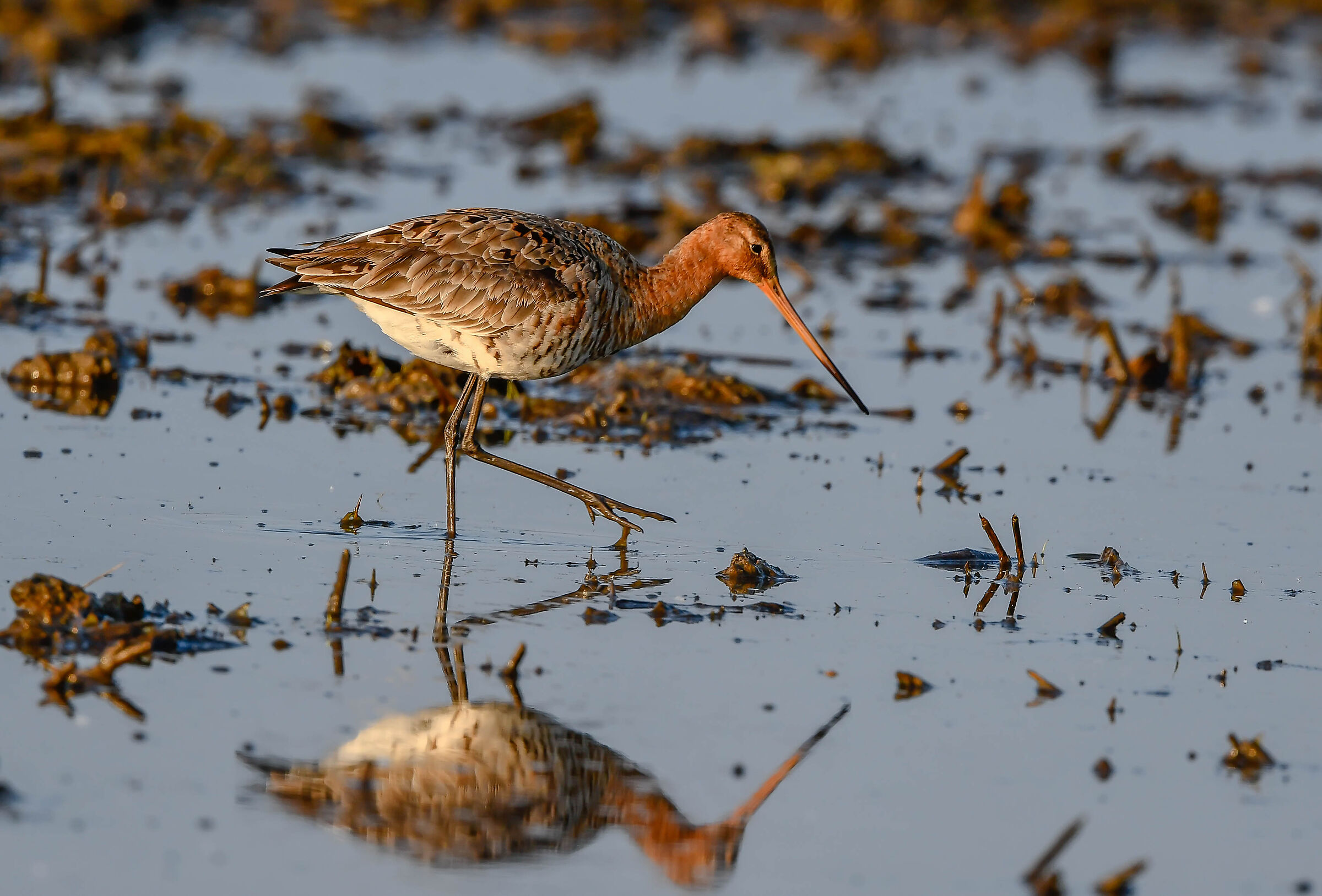 Royal godwit
